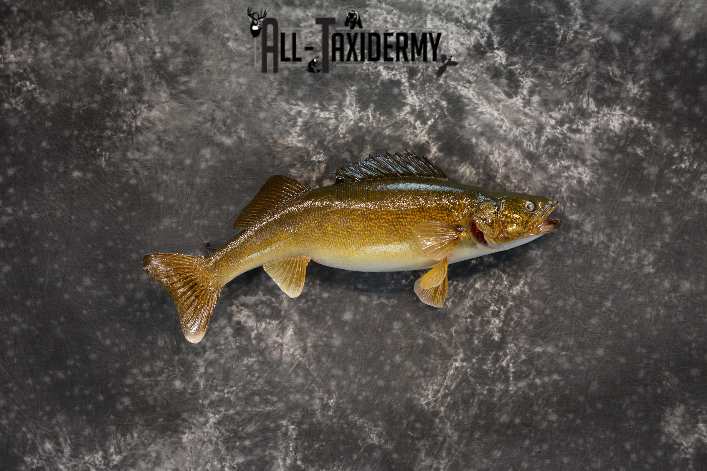 Walley Taxidermy Skin Mount for sale SKU 1404 - Image 2