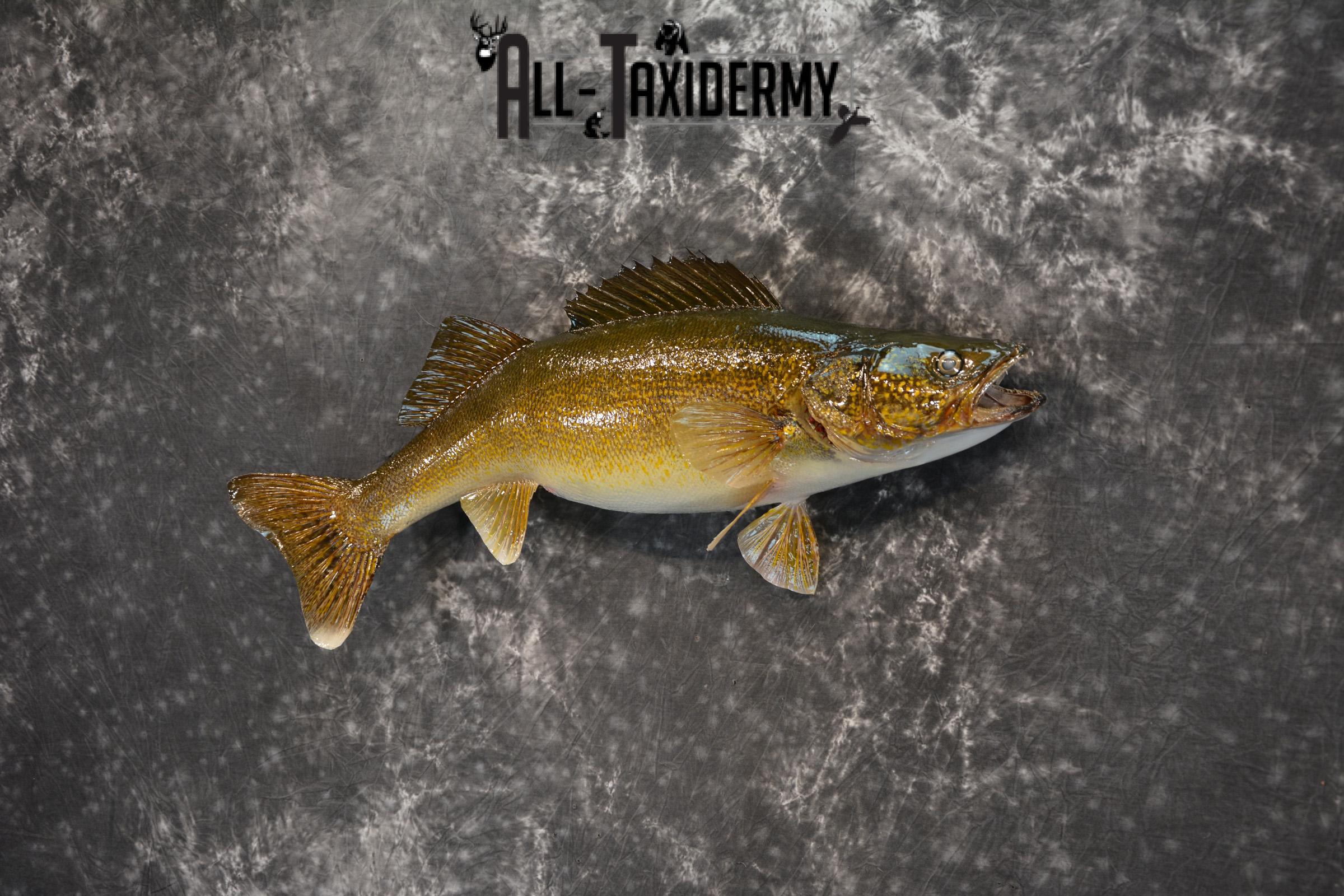 Walley Taxidermy Skin Mount for sale SKU 1404 - Image 3