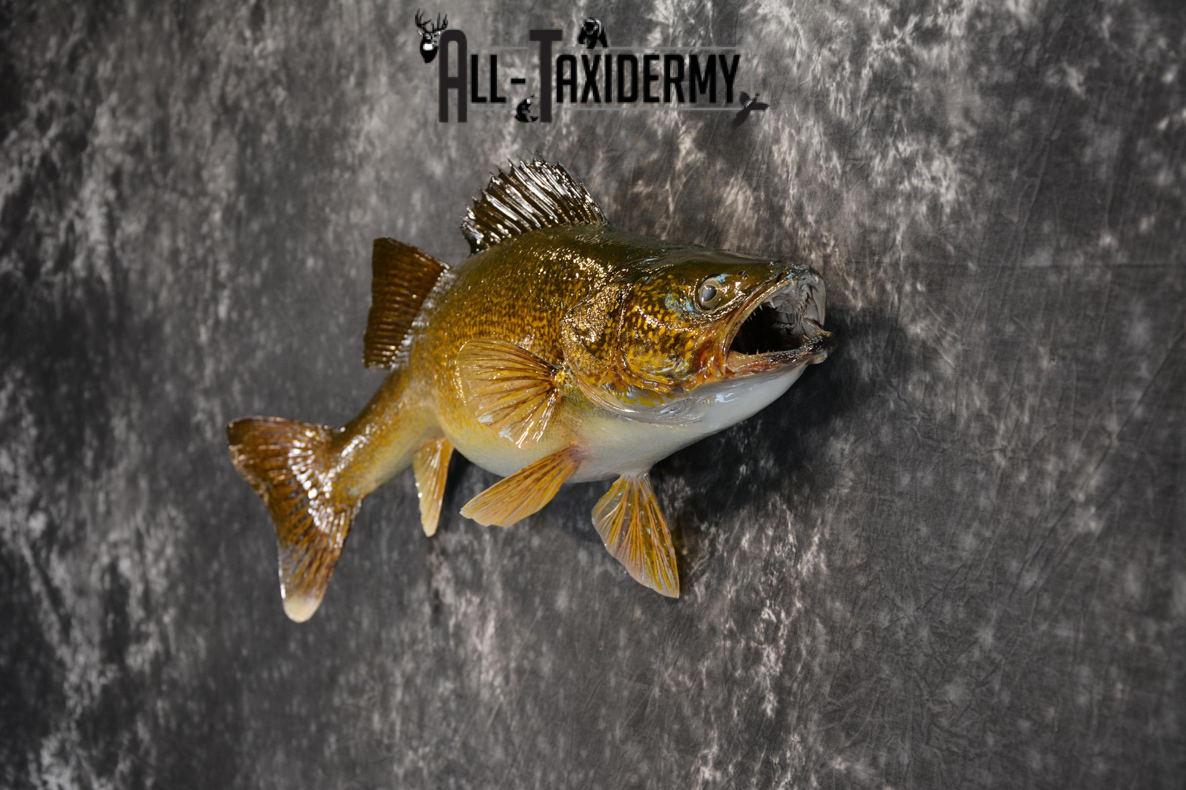 Walley Taxidermy Skin Mount for sale SKU 1404 - Image 4