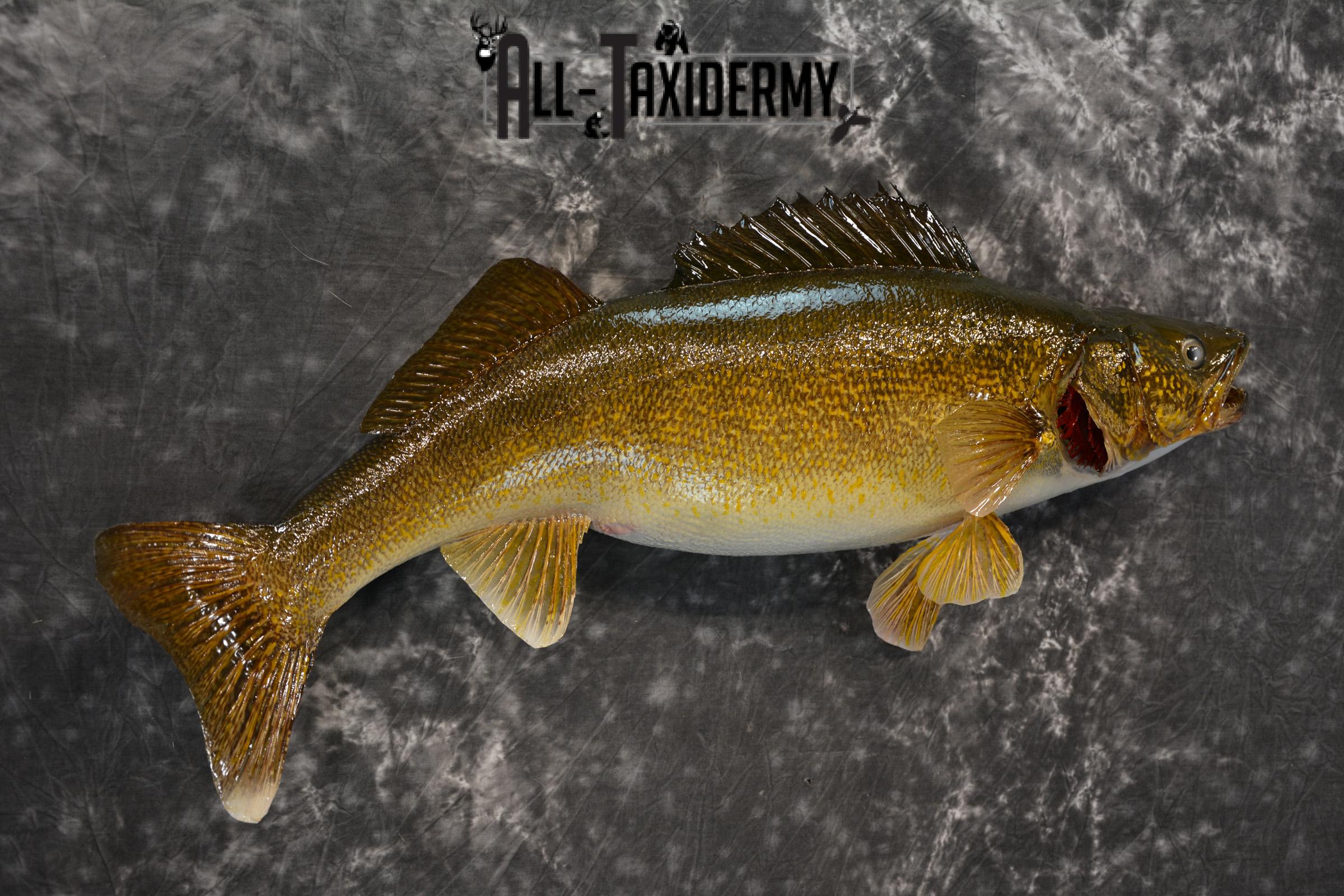 Walley Taxidermy Skin Mount for sale SKU 1404 - Image 5