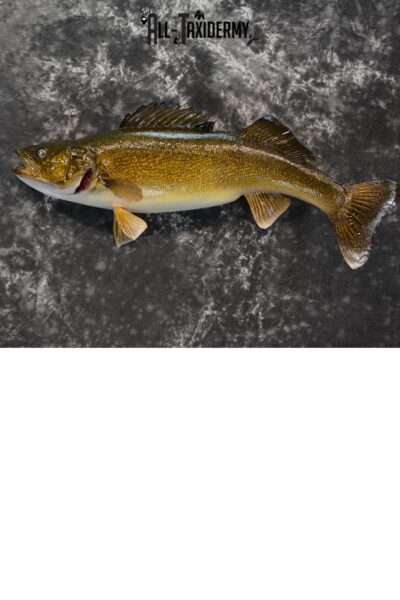 Walleye Taxidermy Skin Mount for Sale SKU 1406
