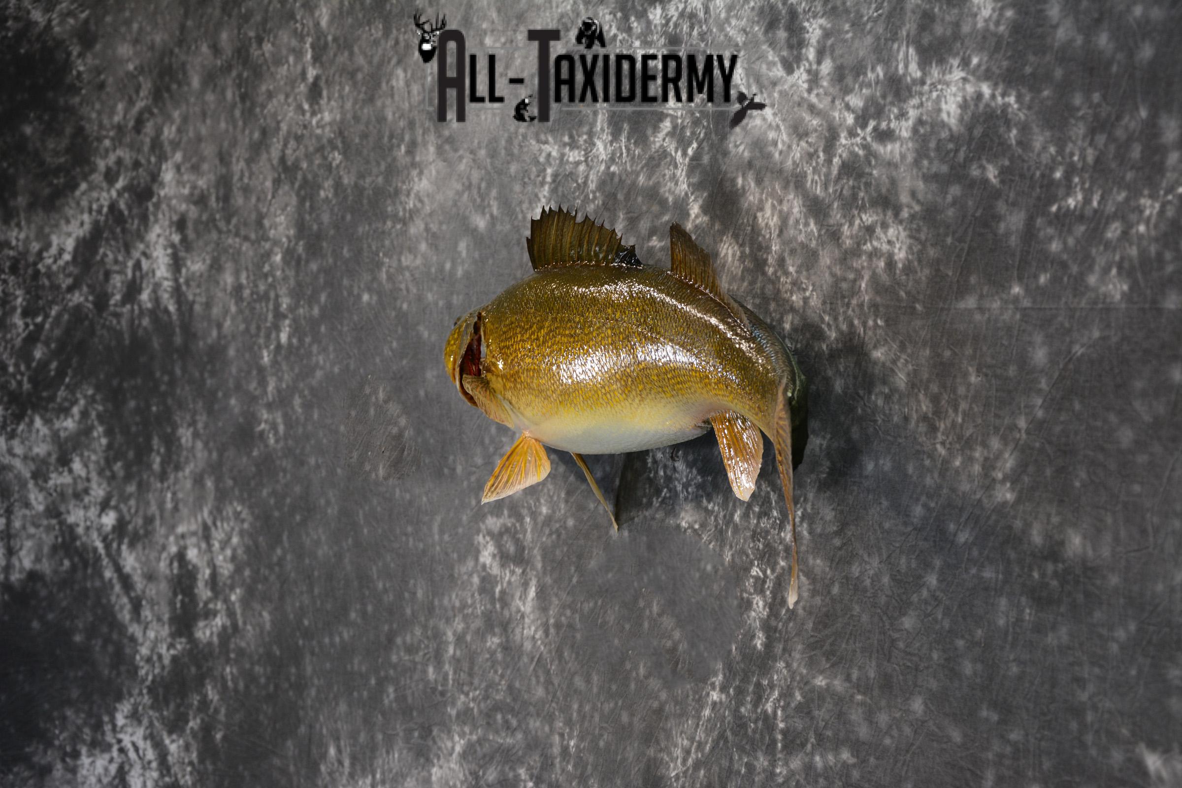 Walleye Taxidermy Skin Mount for Sale SKU 1406 - Image 4