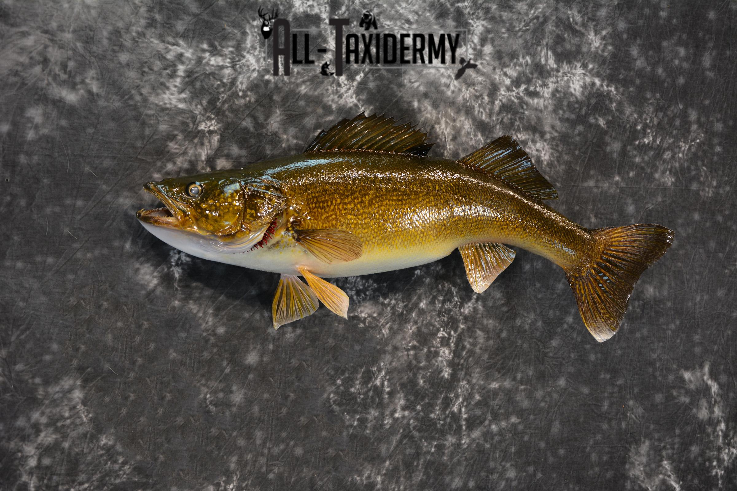 Walleye Taxidermy Skin Mount for Sale SKU 1406 - Image 5