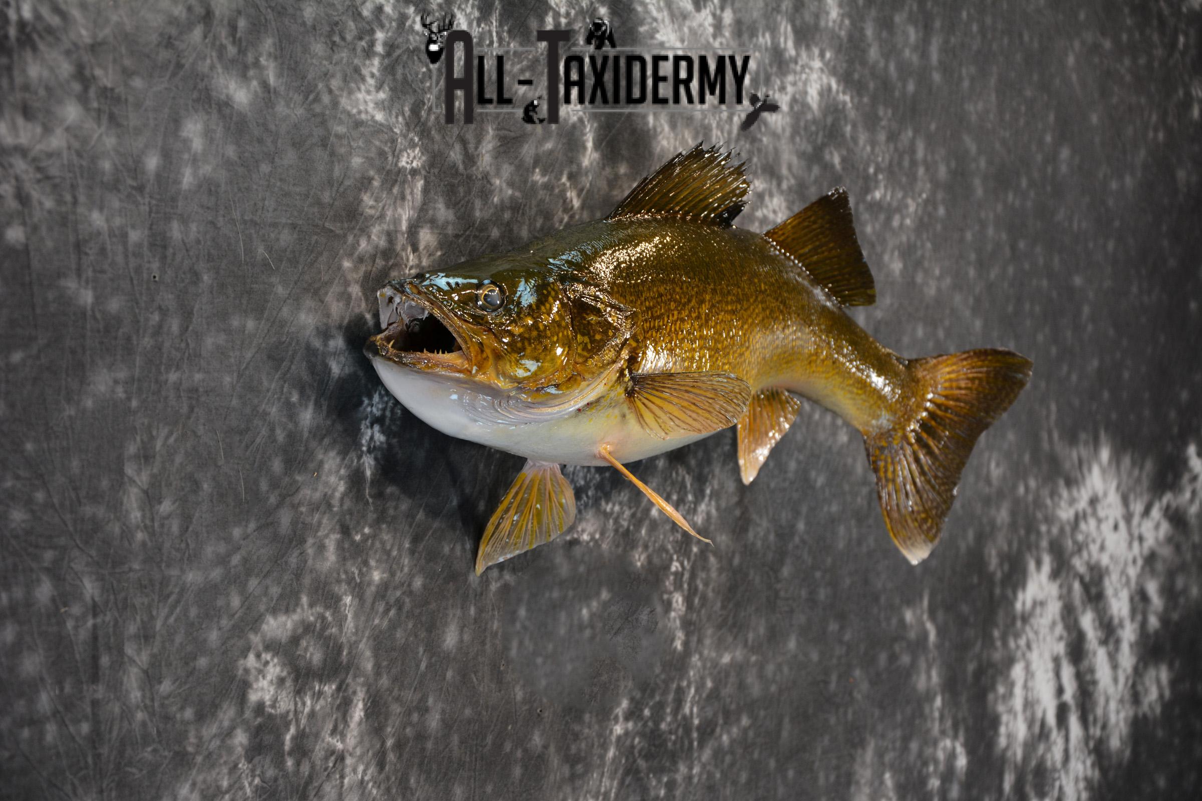Walleye Taxidermy Skin Mount for Sale SKU 1406 - Image 6