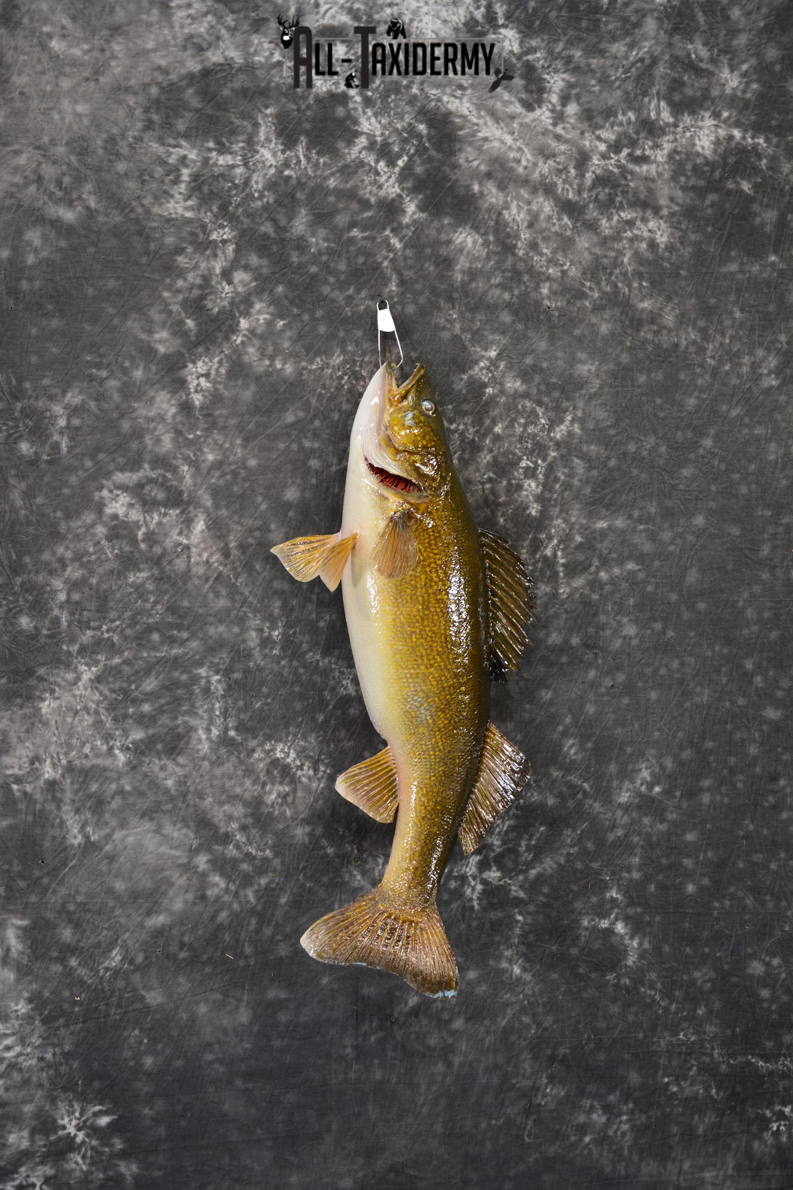 Walleye Taxidermy Skin Mount for Sale SKU 1406 - Image 7