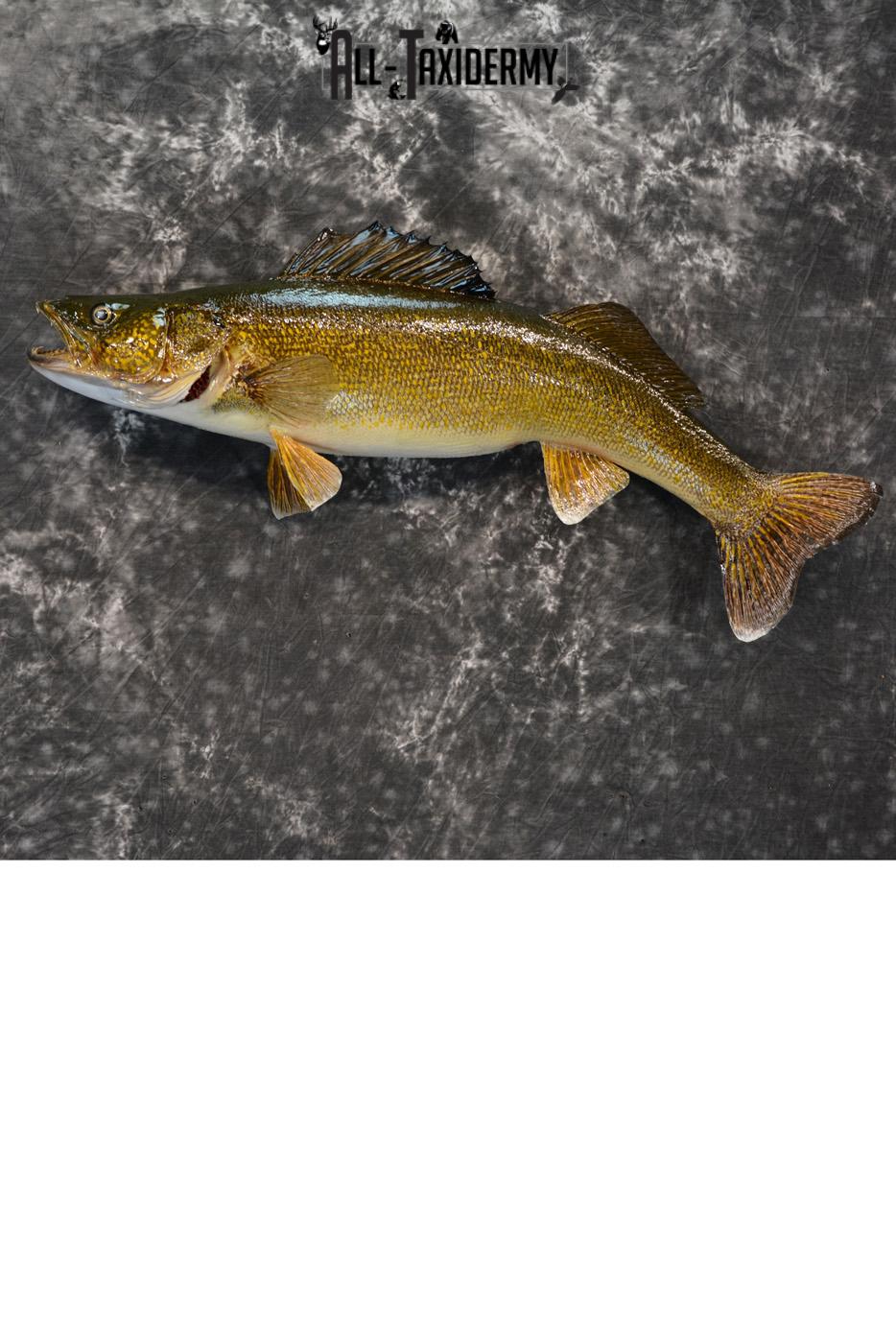 Walleye Taxidermy Skin Mount for Sale SKU 1405