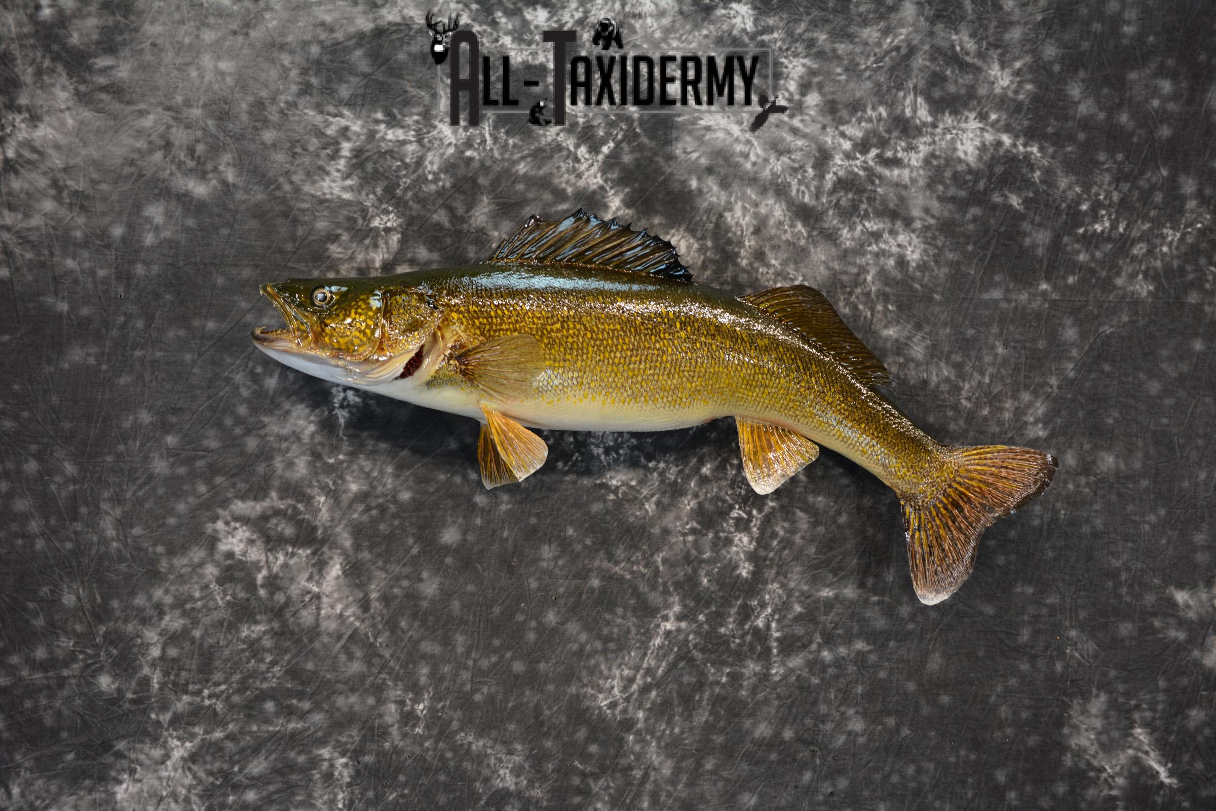 Walleye Taxidermy Skin Mount for Sale SKU 1405 - Image 2