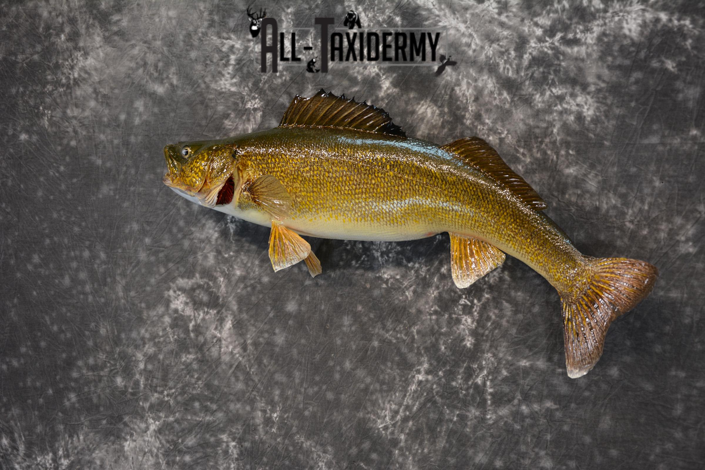 Walleye Taxidermy Skin Mount for Sale SKU 1405 - Image 3