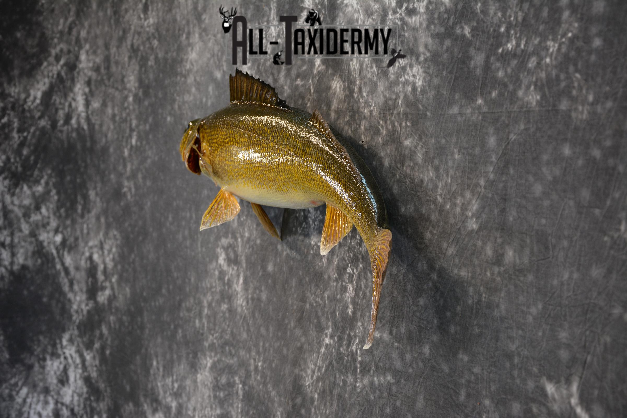 Walleye Taxidermy Skin Mount for Sale SKU 1405 - Image 4