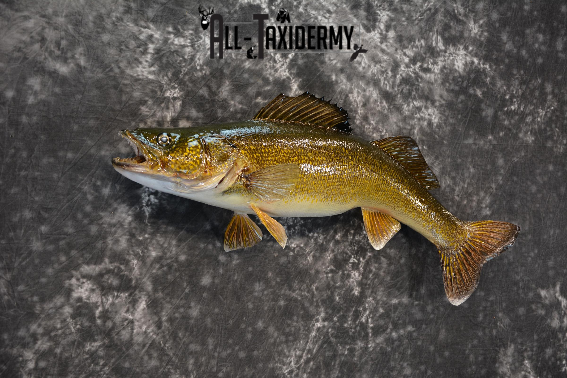 Walleye Taxidermy Skin Mount for Sale SKU 1405 - Image 5