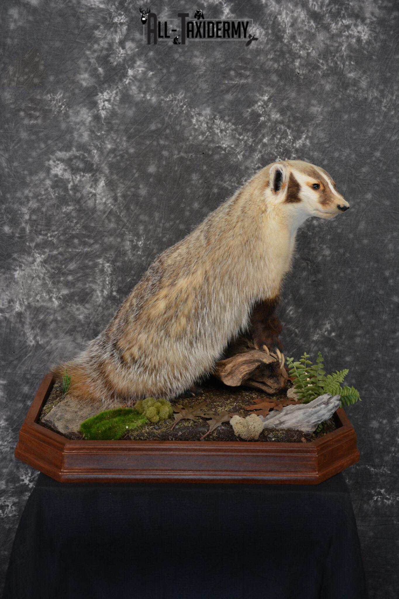 Badger Rug Mount Badger life size taxidermy mount for sale SKU 1411 - All Taxidermy