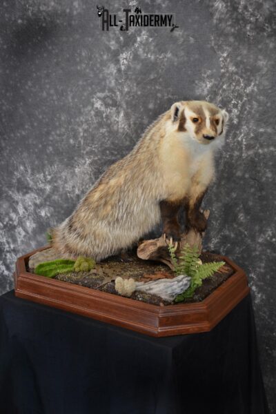 Badger life size taxidermy mount for sale SKU 1411