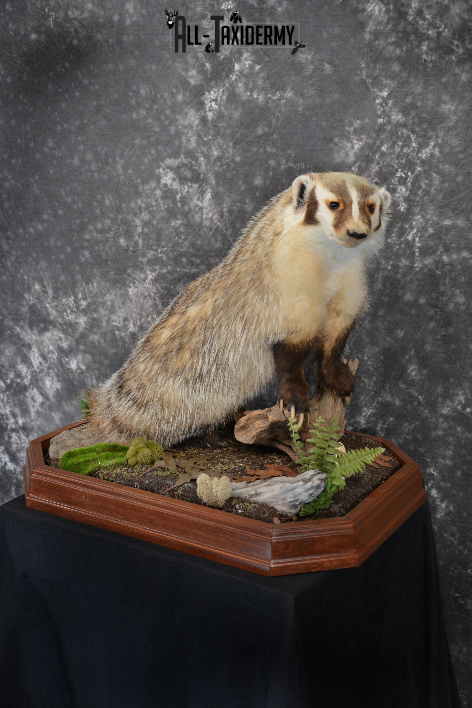Badger life size taxidermy mount for sale SKU 1411
