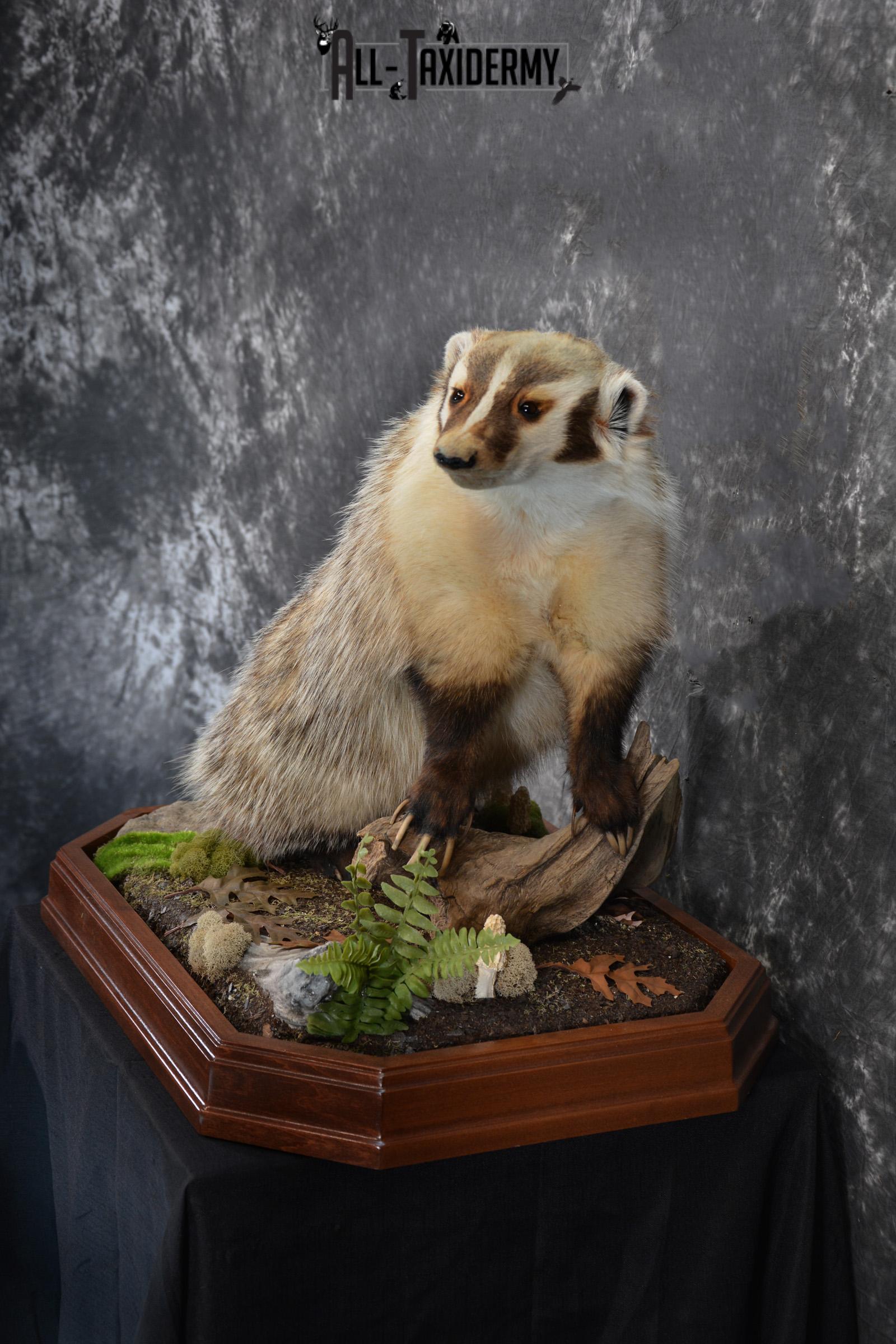 North American Badger