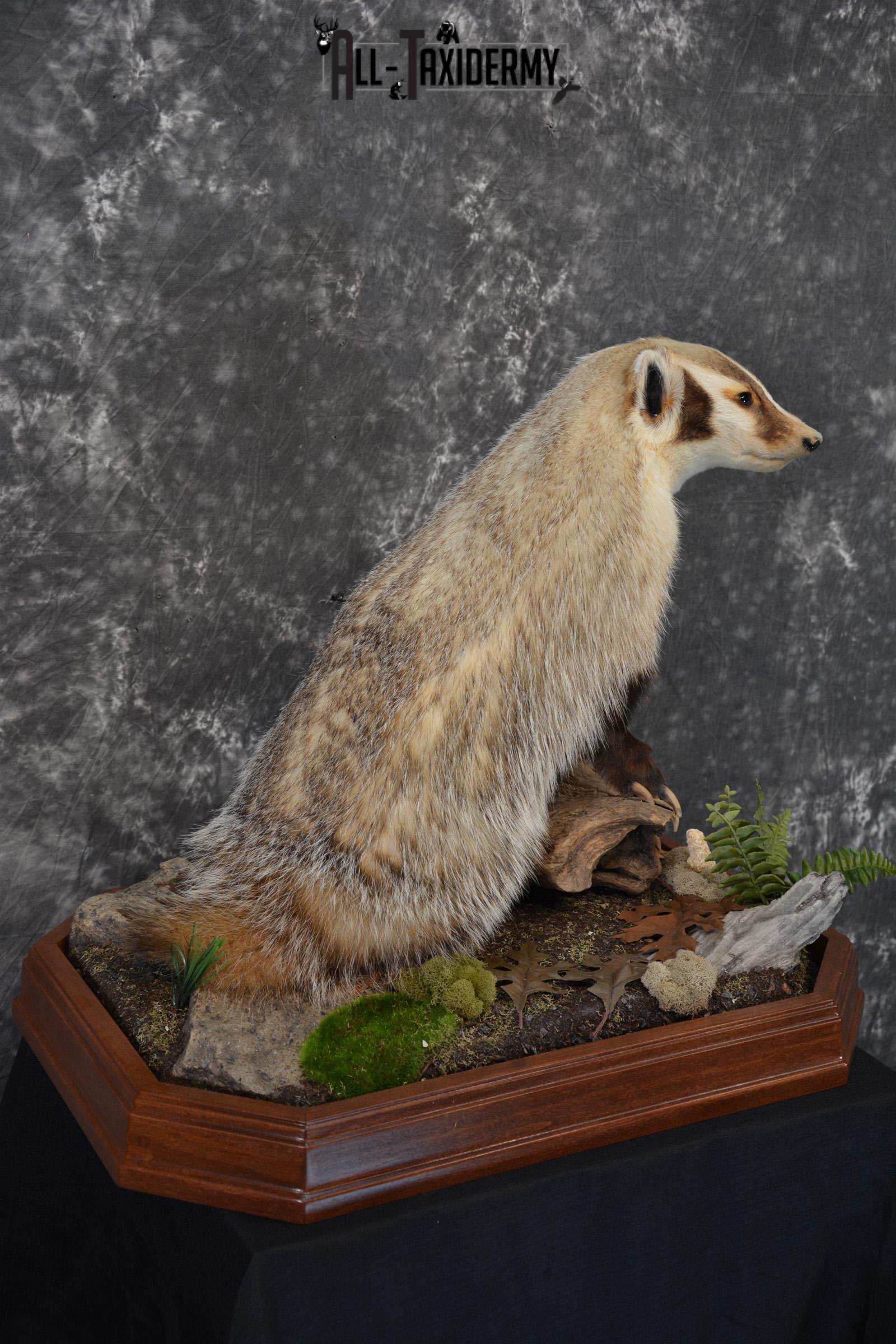 Badger life size taxidermy mount for sale SKU 1411 - Image 5
