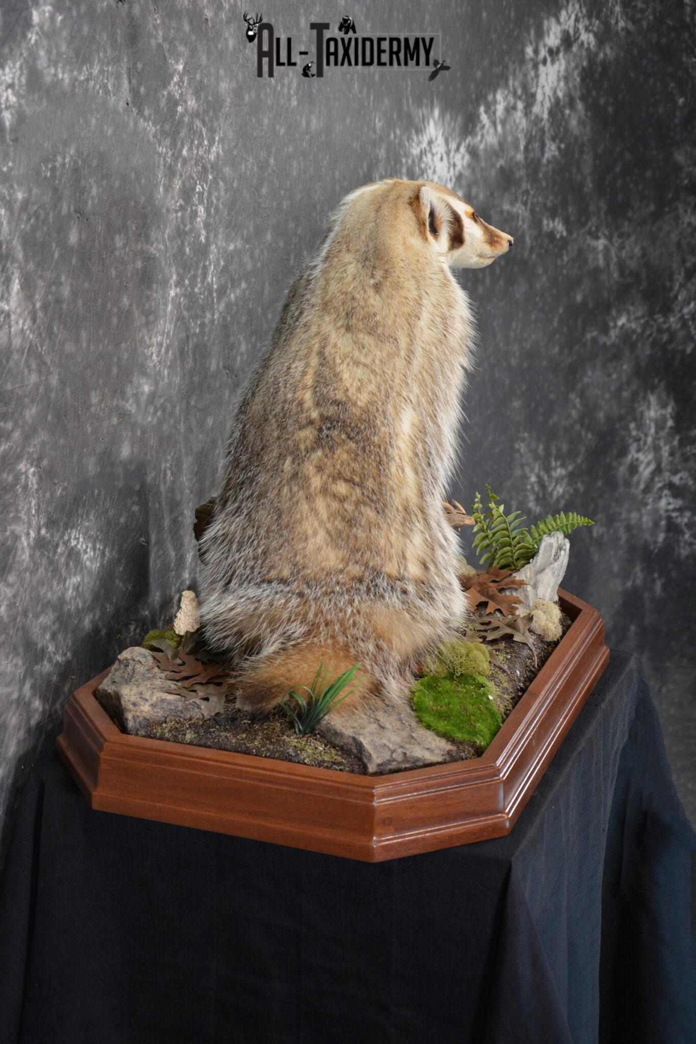 Badger Rug Mount Badger life size taxidermy mount for sale SKU 1411 - All Taxidermy