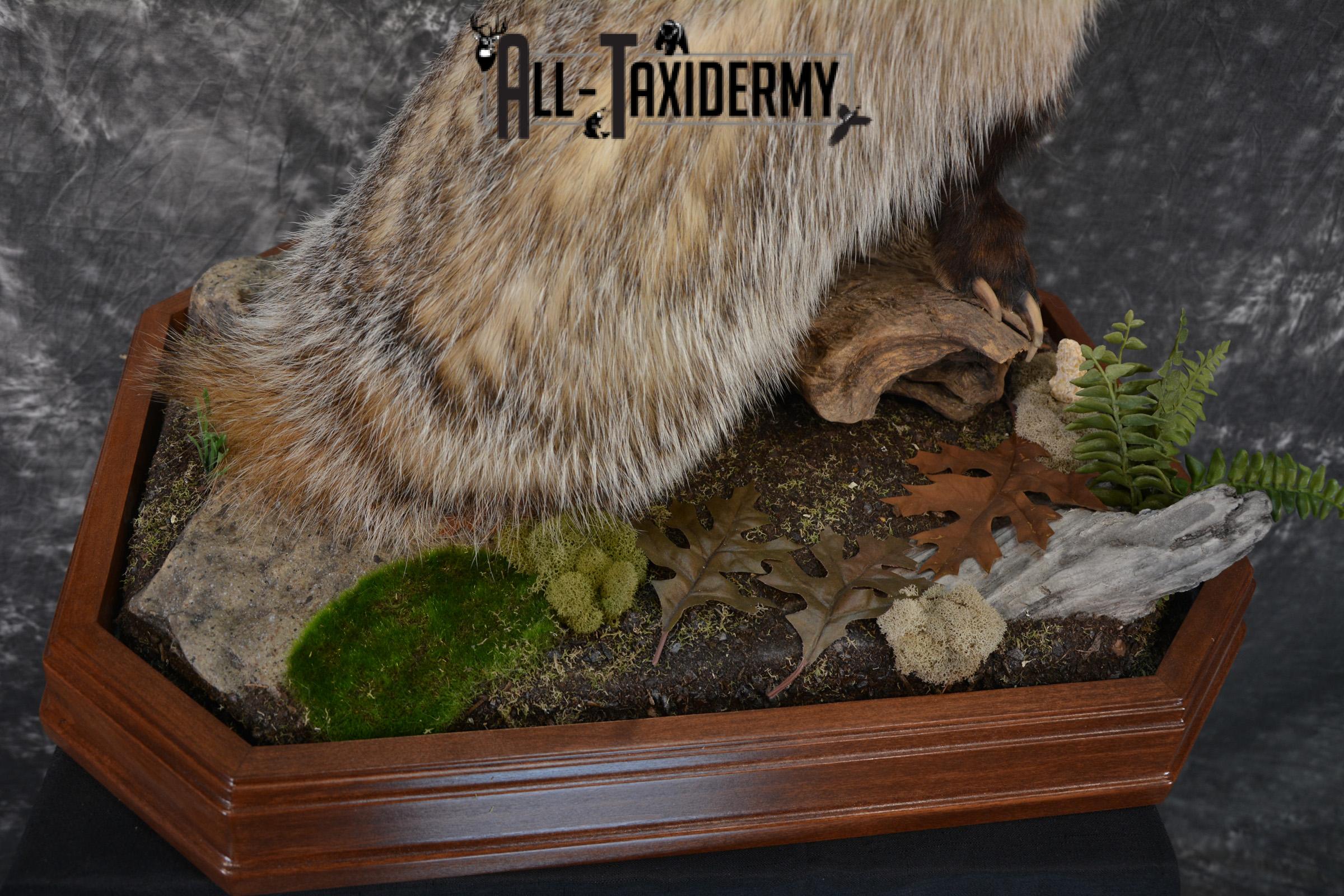 Badger life size taxidermy mount for sale SKU 1411 - Image 7
