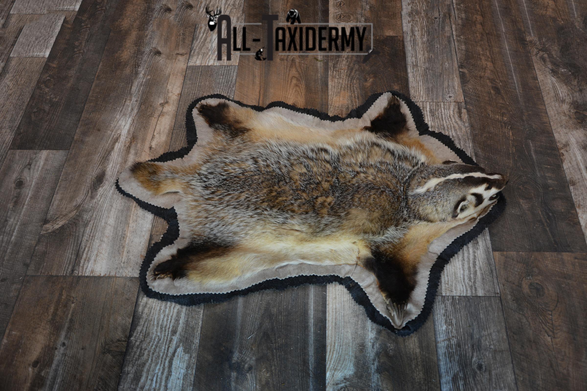 Badger taxidermy rug SKU 1427 - Image 2