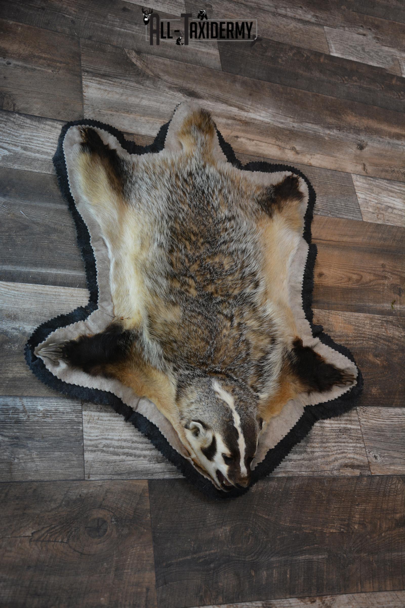 Badger taxidermy rug SKU 1427 - Image 3
