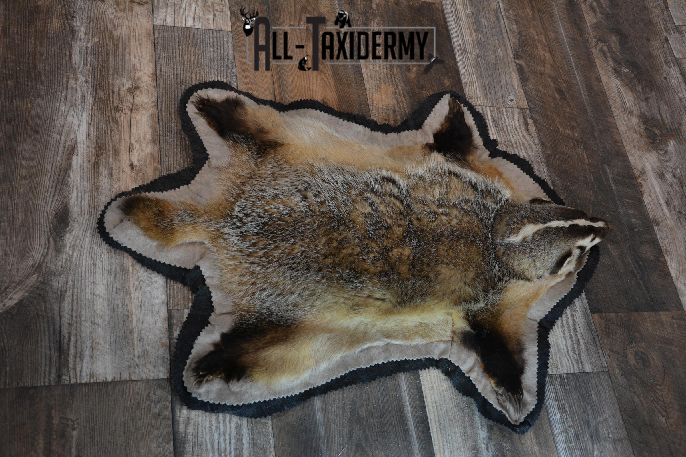Badger taxidermy rug SKU 1427 - Image 4