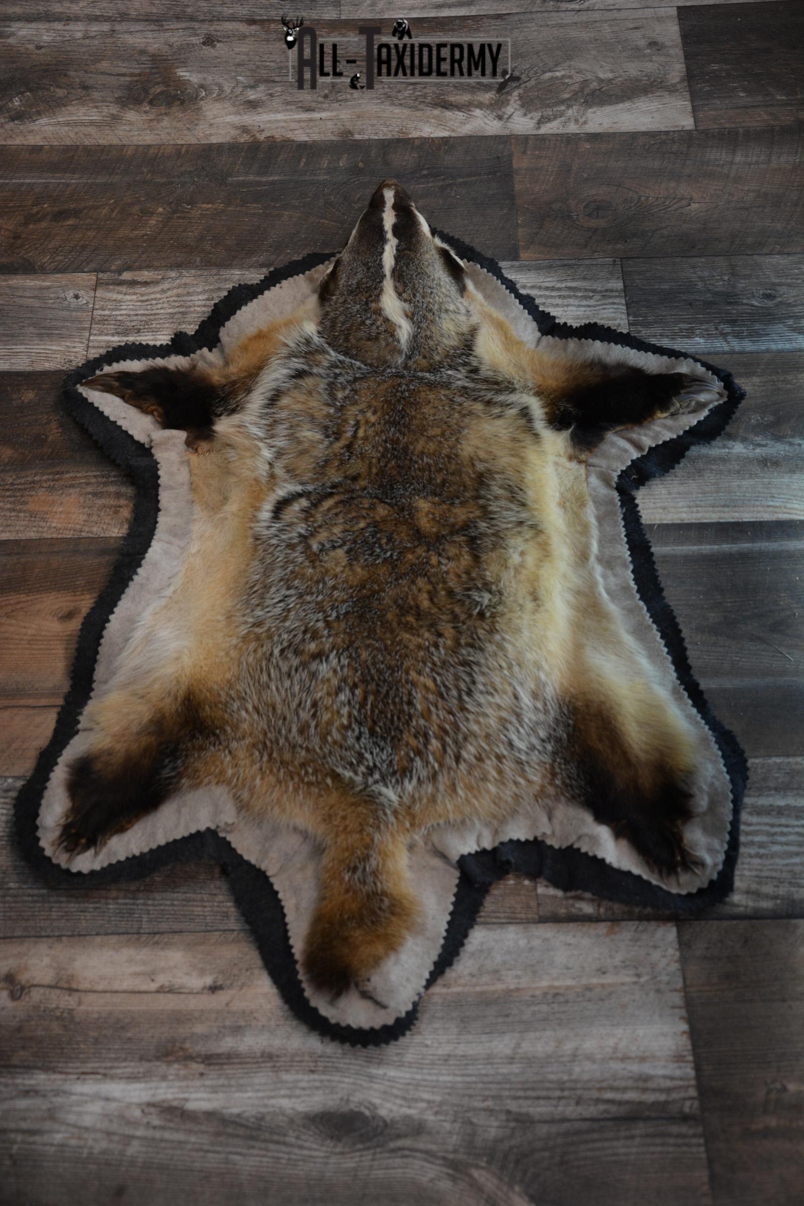 Badger taxidermy rug SKU 1427 - Image 5