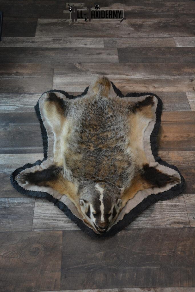 Badger Rug Mount Badger taxidermy rug SKU 1427