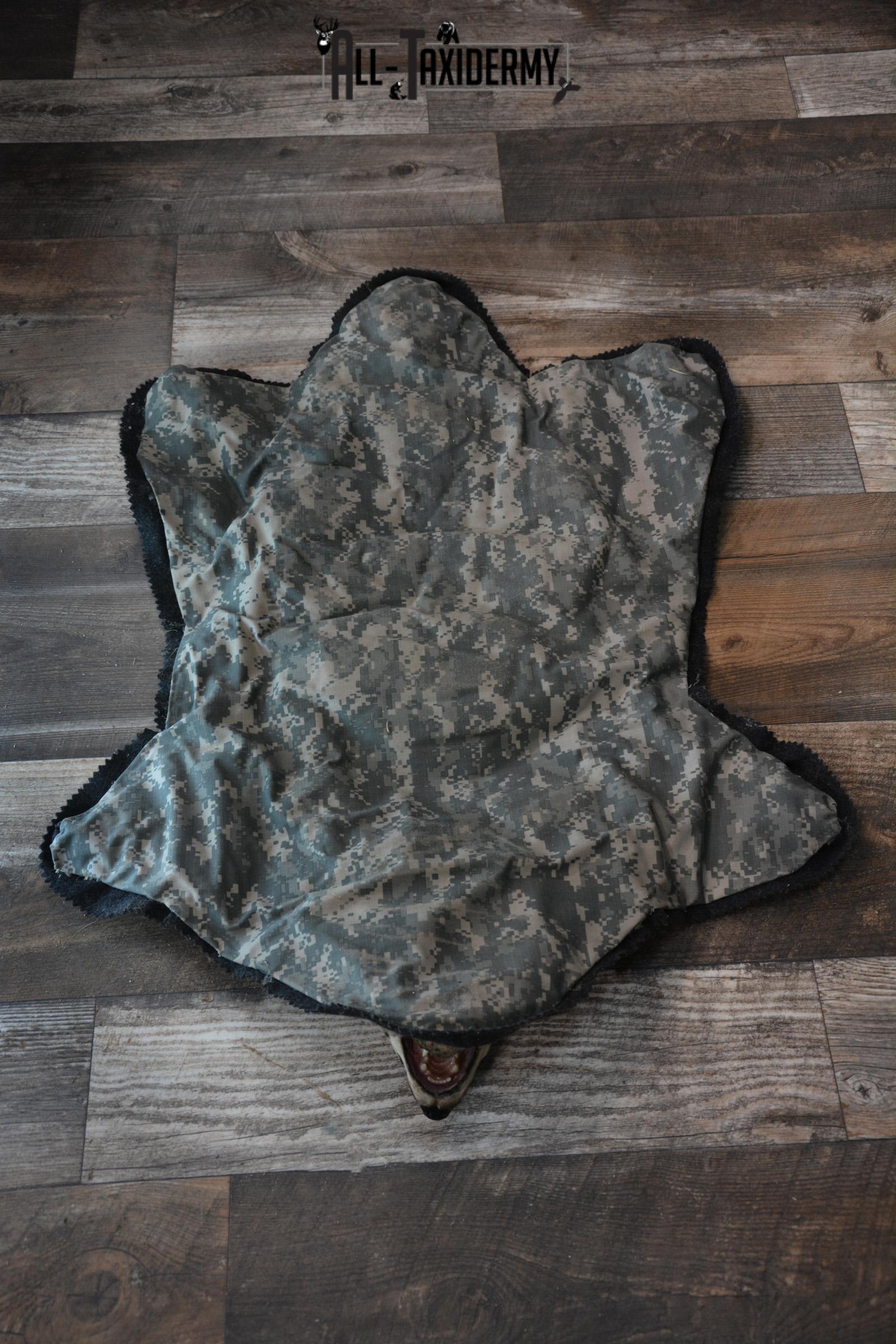 Badger taxidermy rug SKU 1427 - Image 6