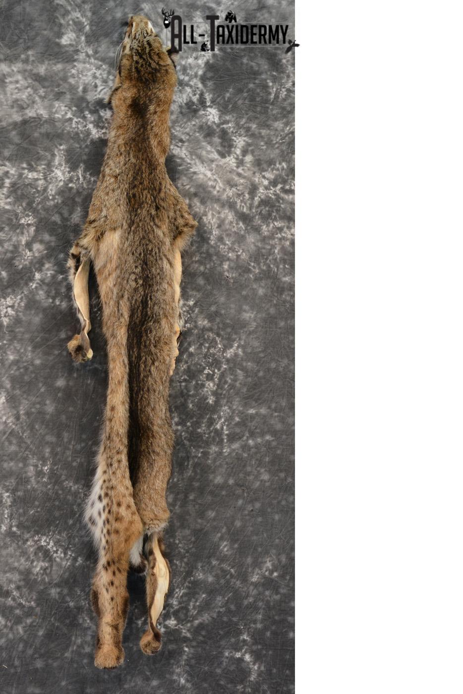Bobcat hide pelt for sale SKU 1423