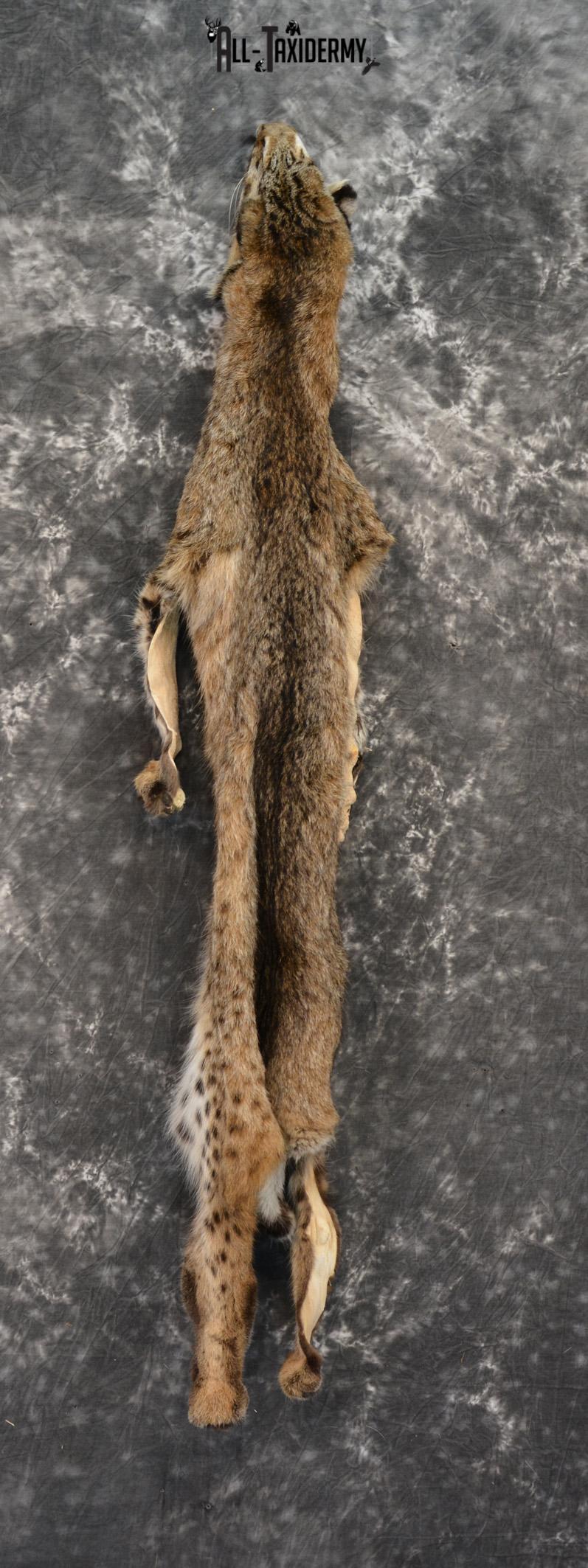 Bobcat hide pelt for sale SKU 1423 - Image 4