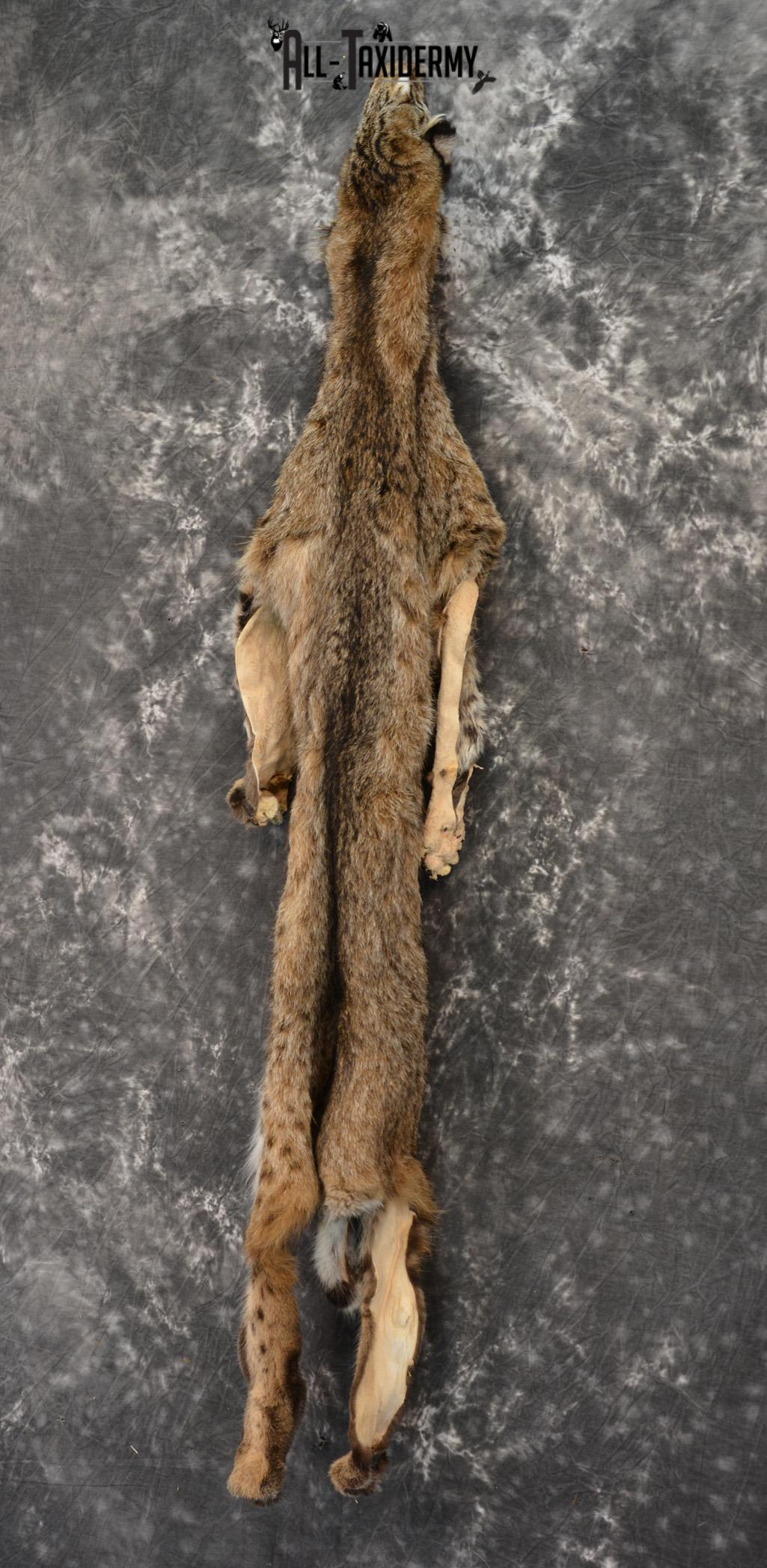 Bobcat hide pelt for sale SKU 1423 - Image 3