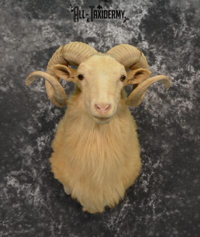 Corsican Taxidermy blonde shoulder mount for sale SKU 1421