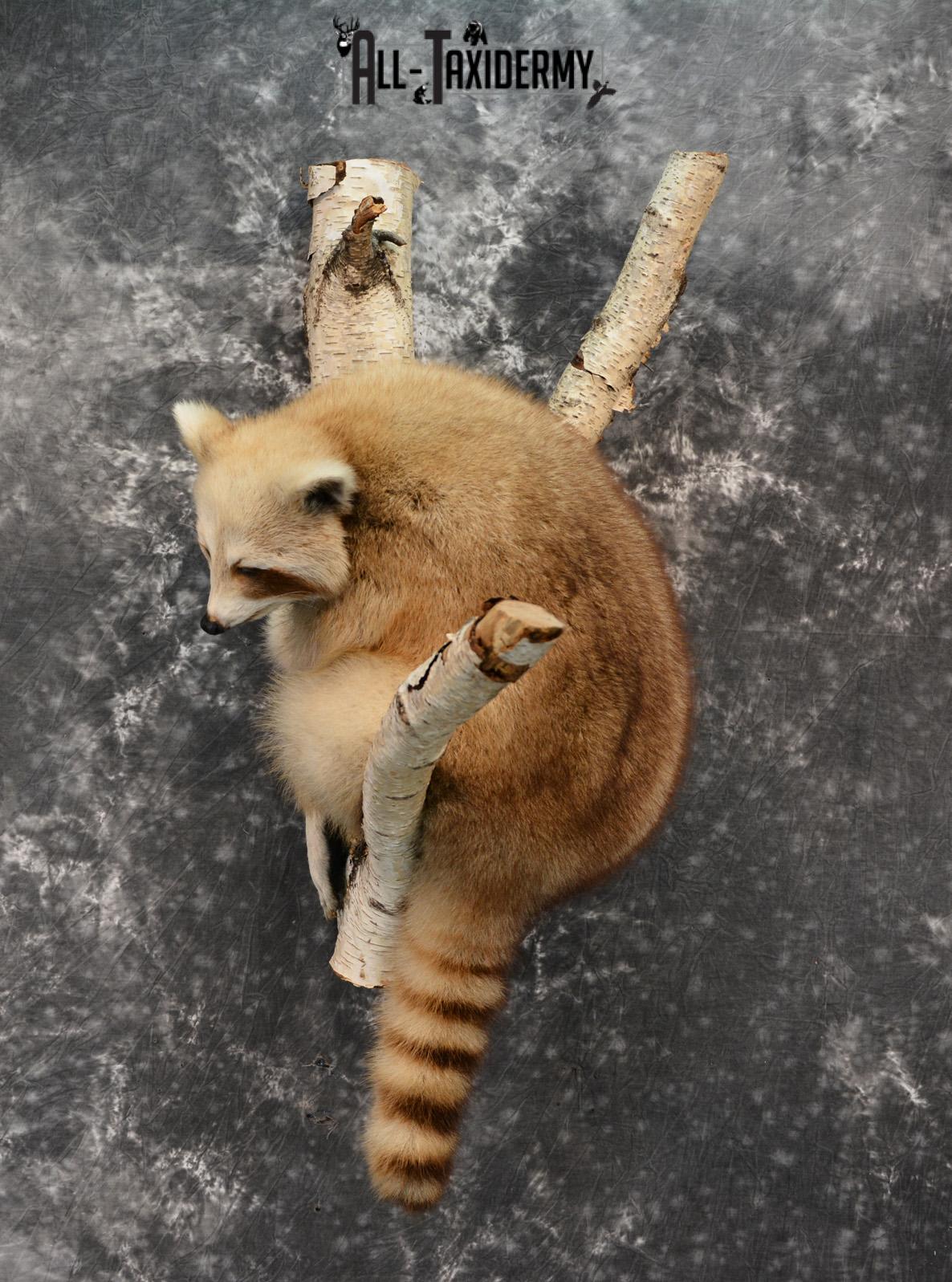 Blonde Raccoon taxidermy mount for sale SKU 1412 - Image 7