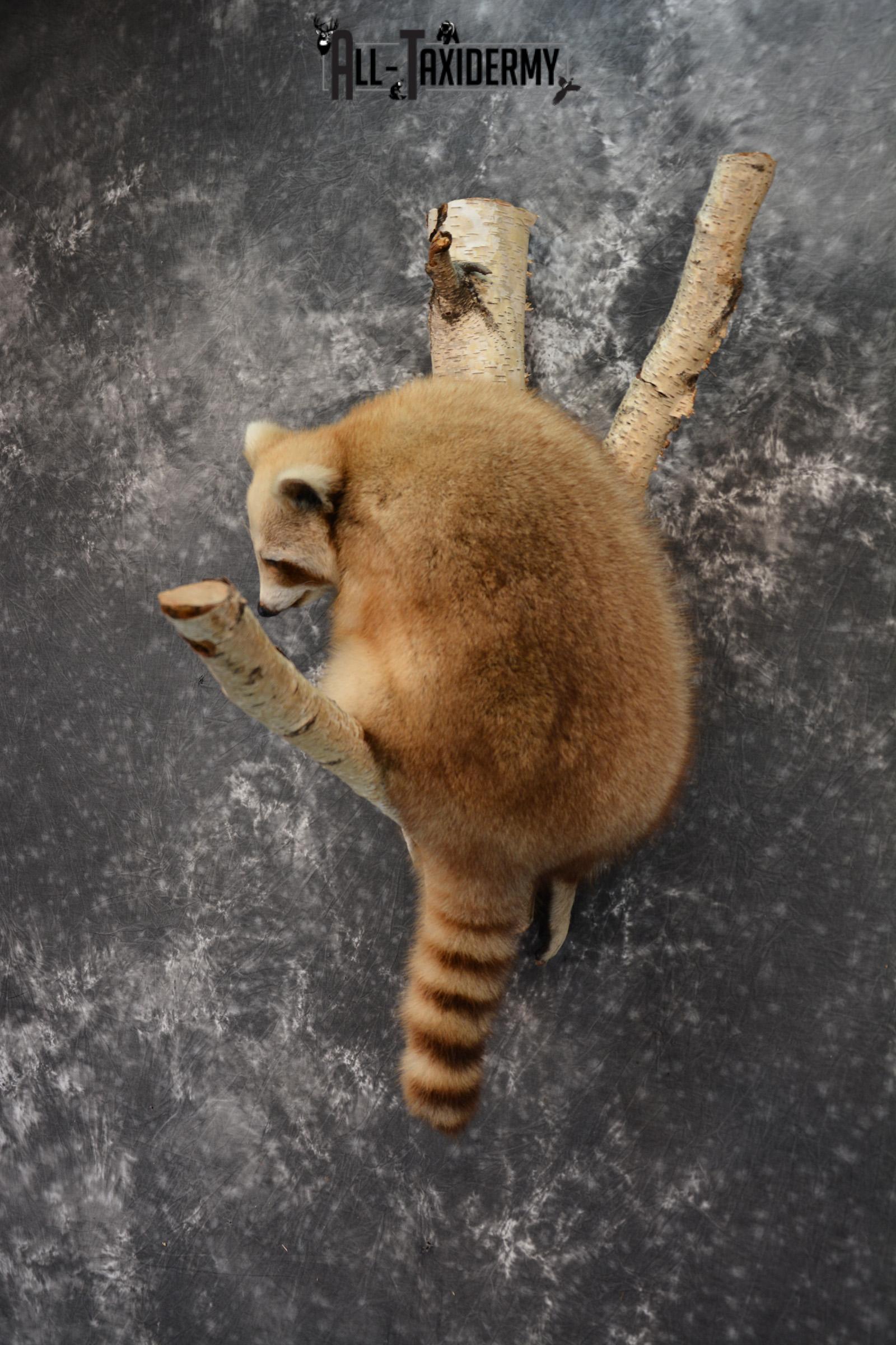Blonde Raccoon taxidermy mount for sale SKU 1412 - Image 6