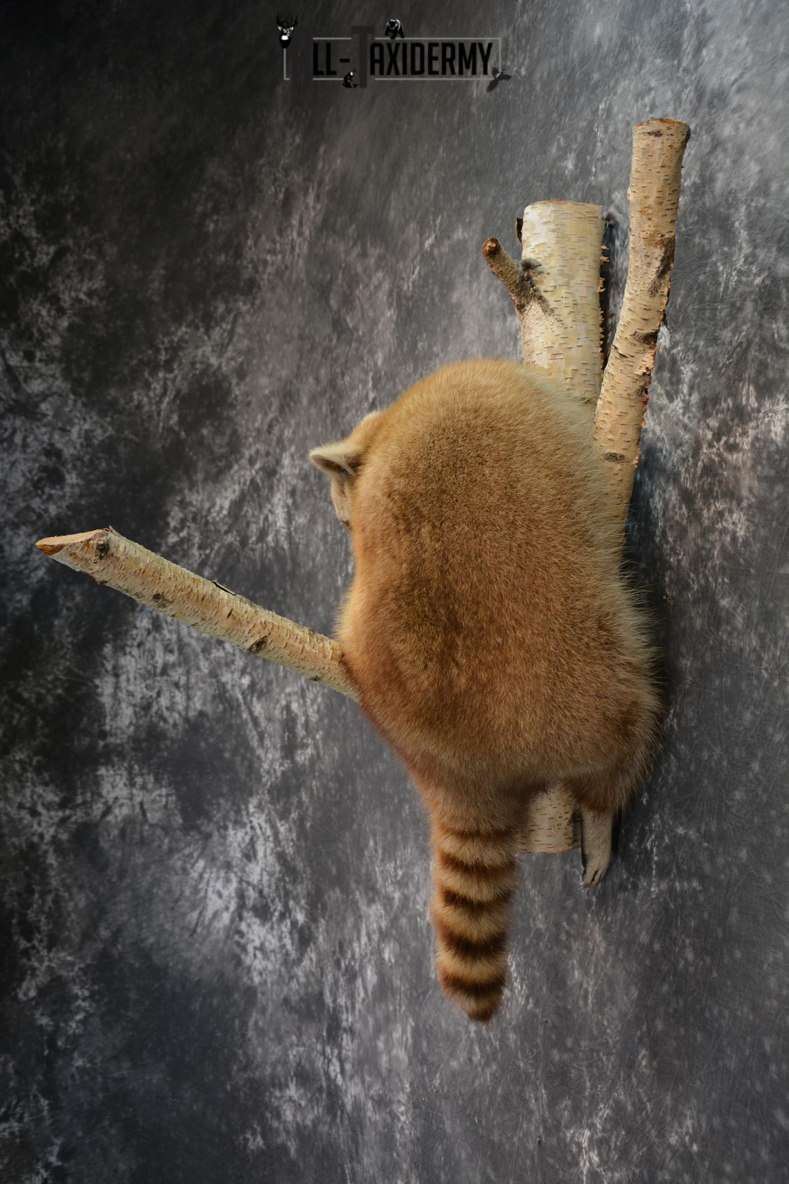 Blonde Raccoon taxidermy mount for sale SKU 1412 - Image 5