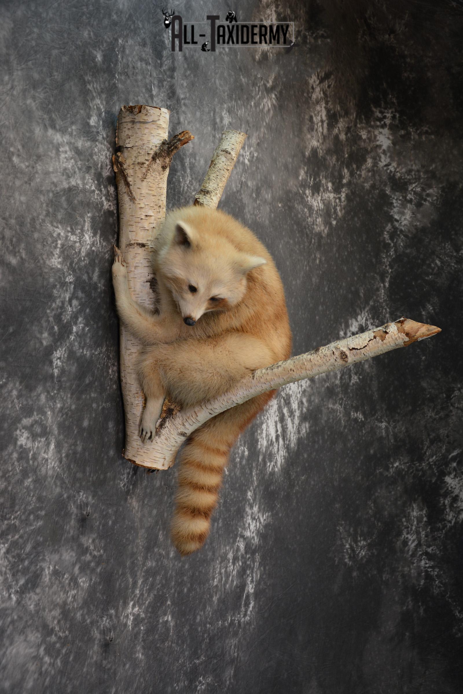 Blonde Raccoon taxidermy mount for sale SKU 1412 - Image 3