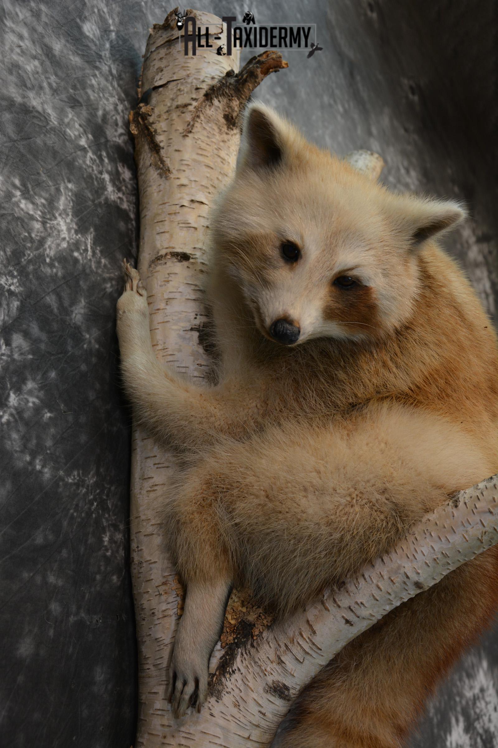 Blonde Raccoon taxidermy mount for sale SKU 1412 - Image 2