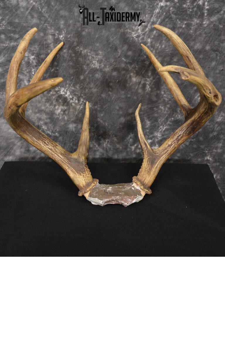 Whitetail Deer antler skull cap 8 point 