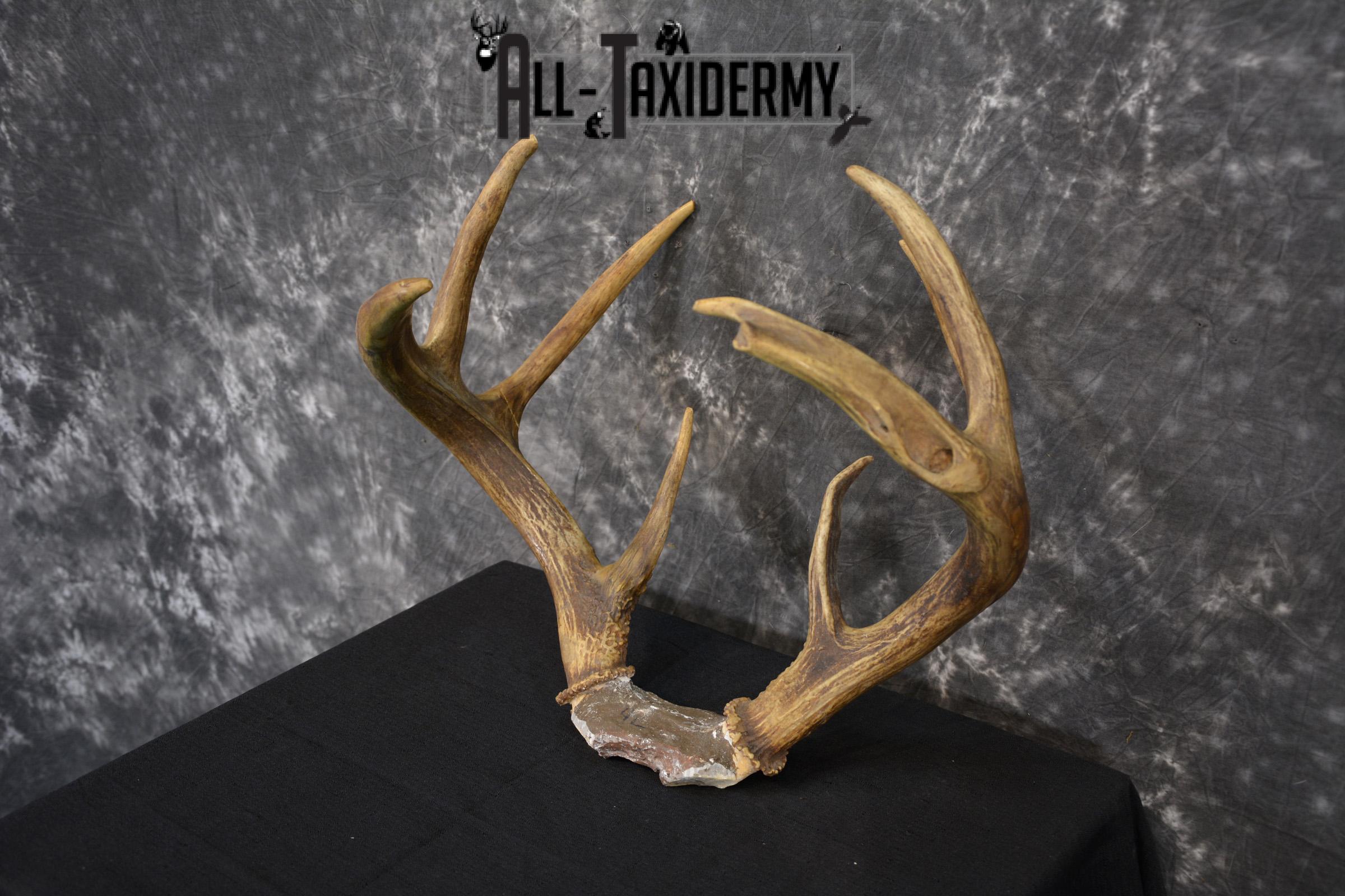 Whitetail Deer antler skull cap 8 point buck SKU 1418 - Image 5
