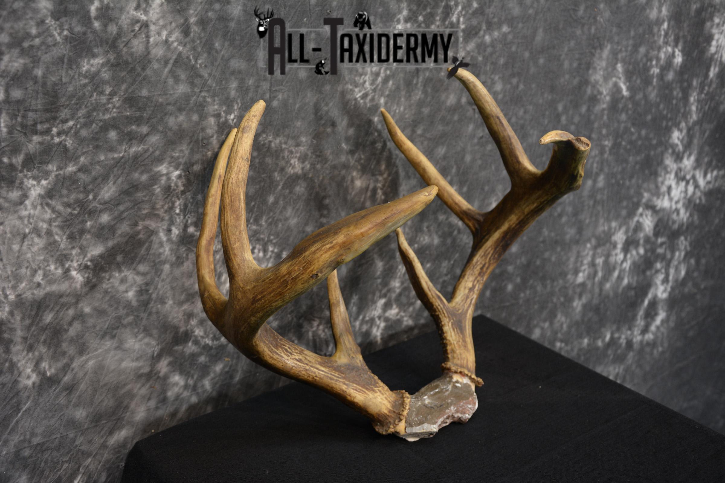 Whitetail Deer antler skull cap 8 point buck SKU 1418 - Image 4
