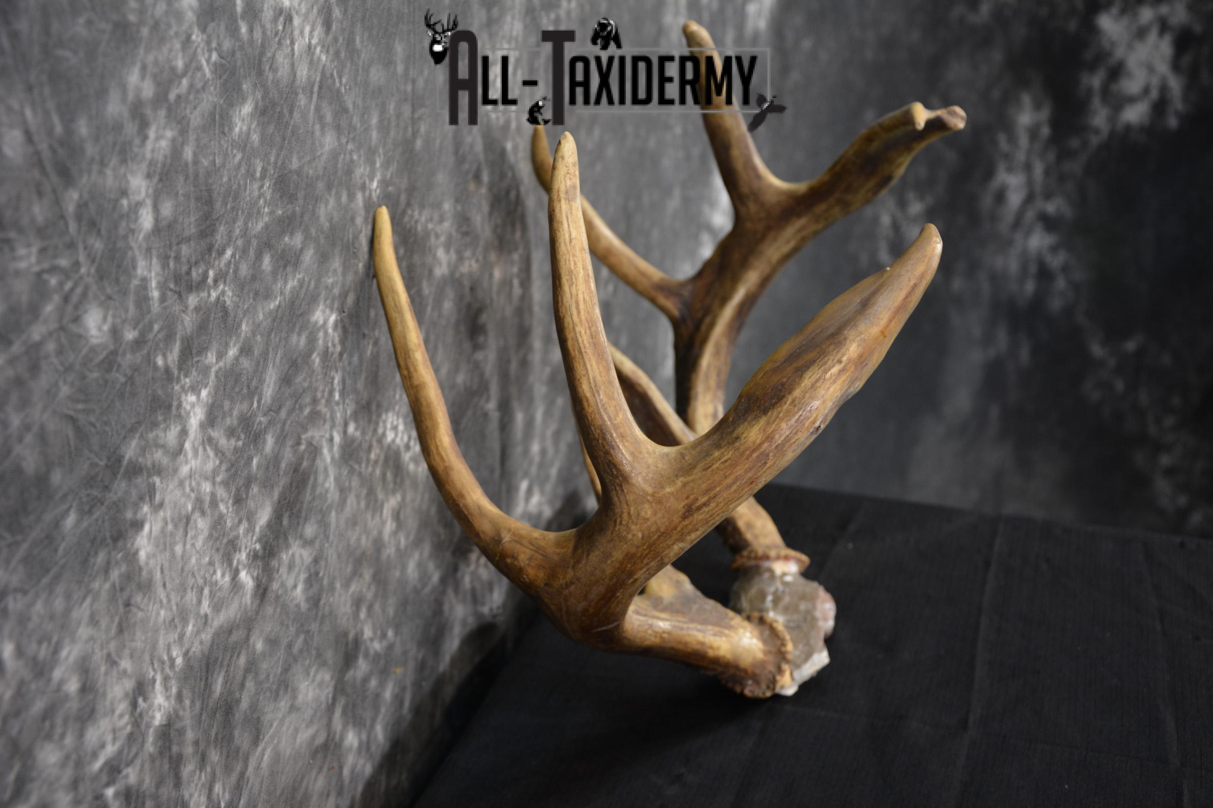 Whitetail Deer antler skull cap 8 point buck SKU 1418 - Image 3