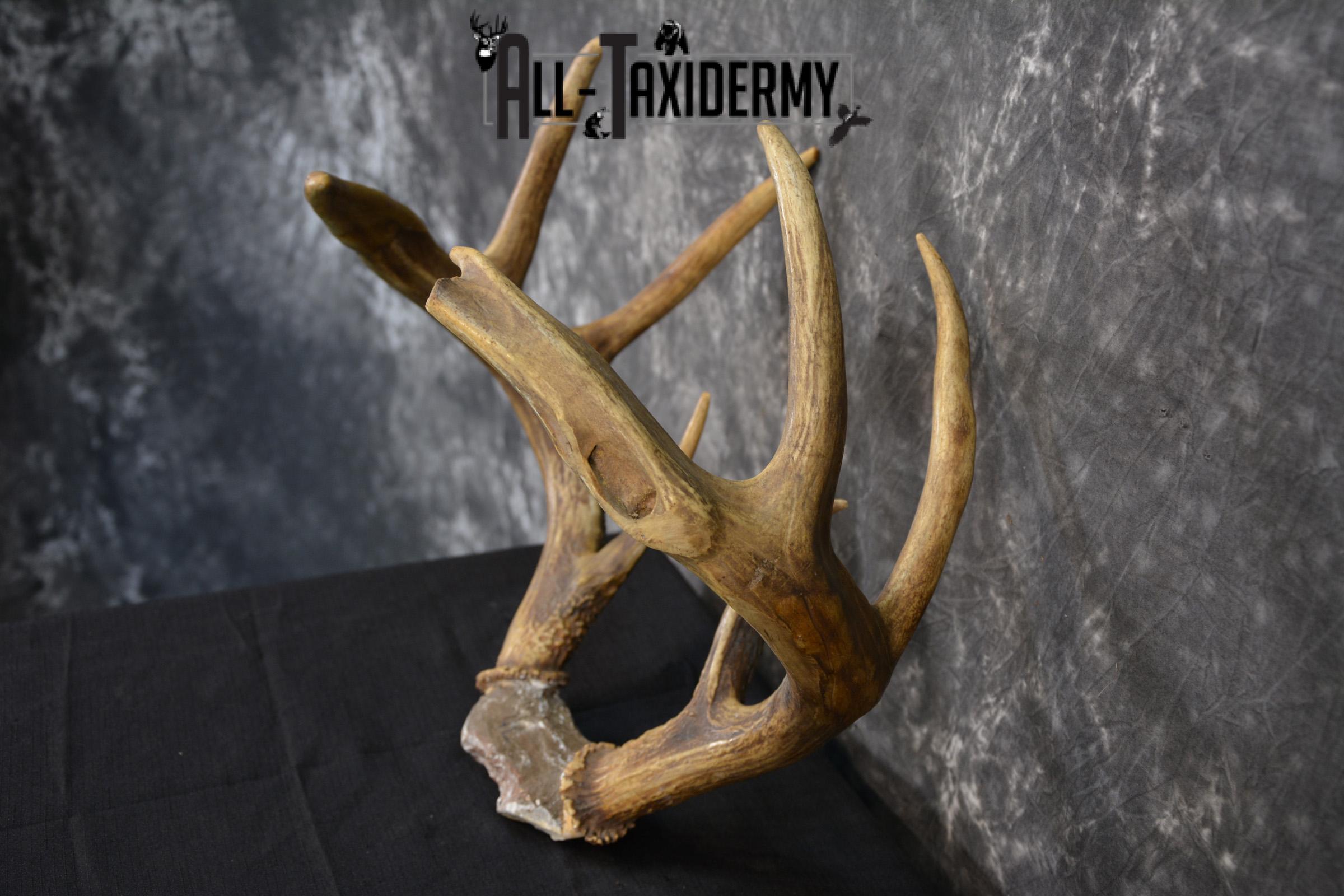 Whitetail Deer antler skull cap 8 point buck SKU 1418 - Image 2