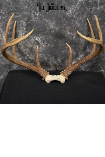 Whitetail Deer antler skull cap 8 pointer for sale SKU 1419