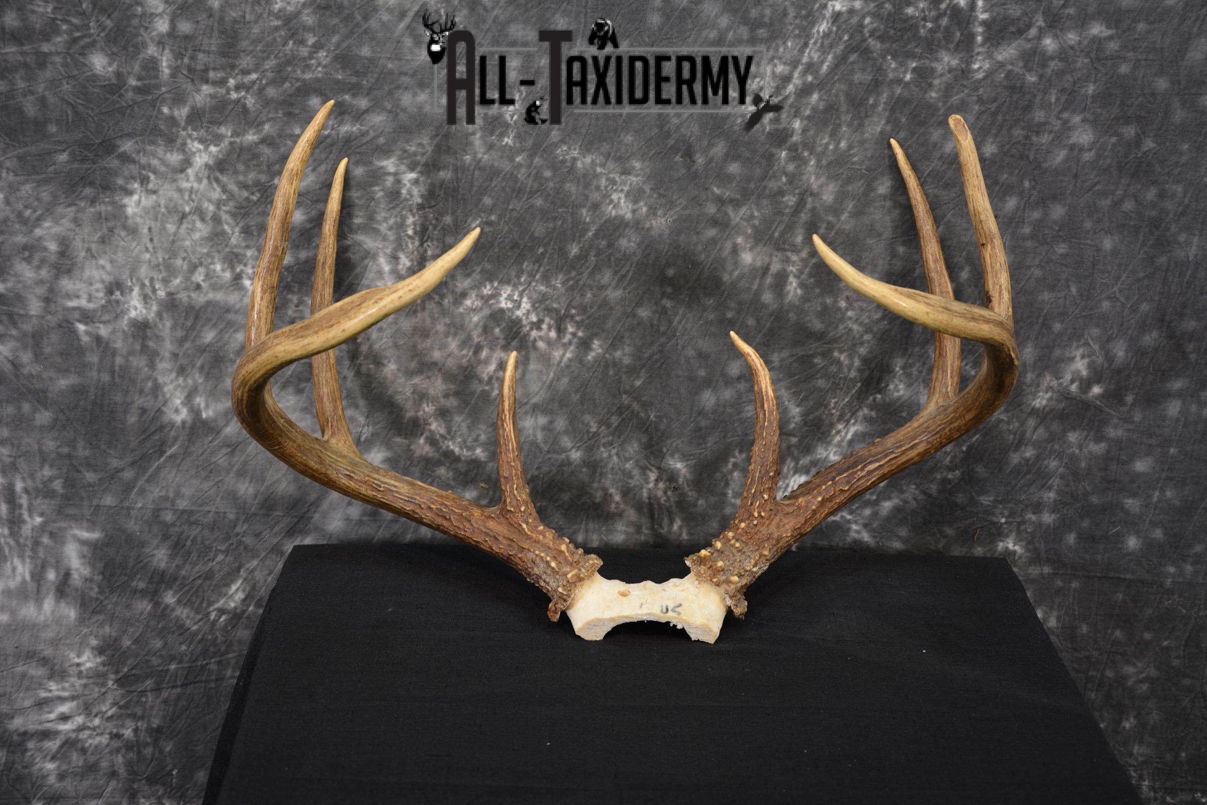 Whitetail Deer antler skull cap 8 pointer for sale SKU 1419 - Image 6