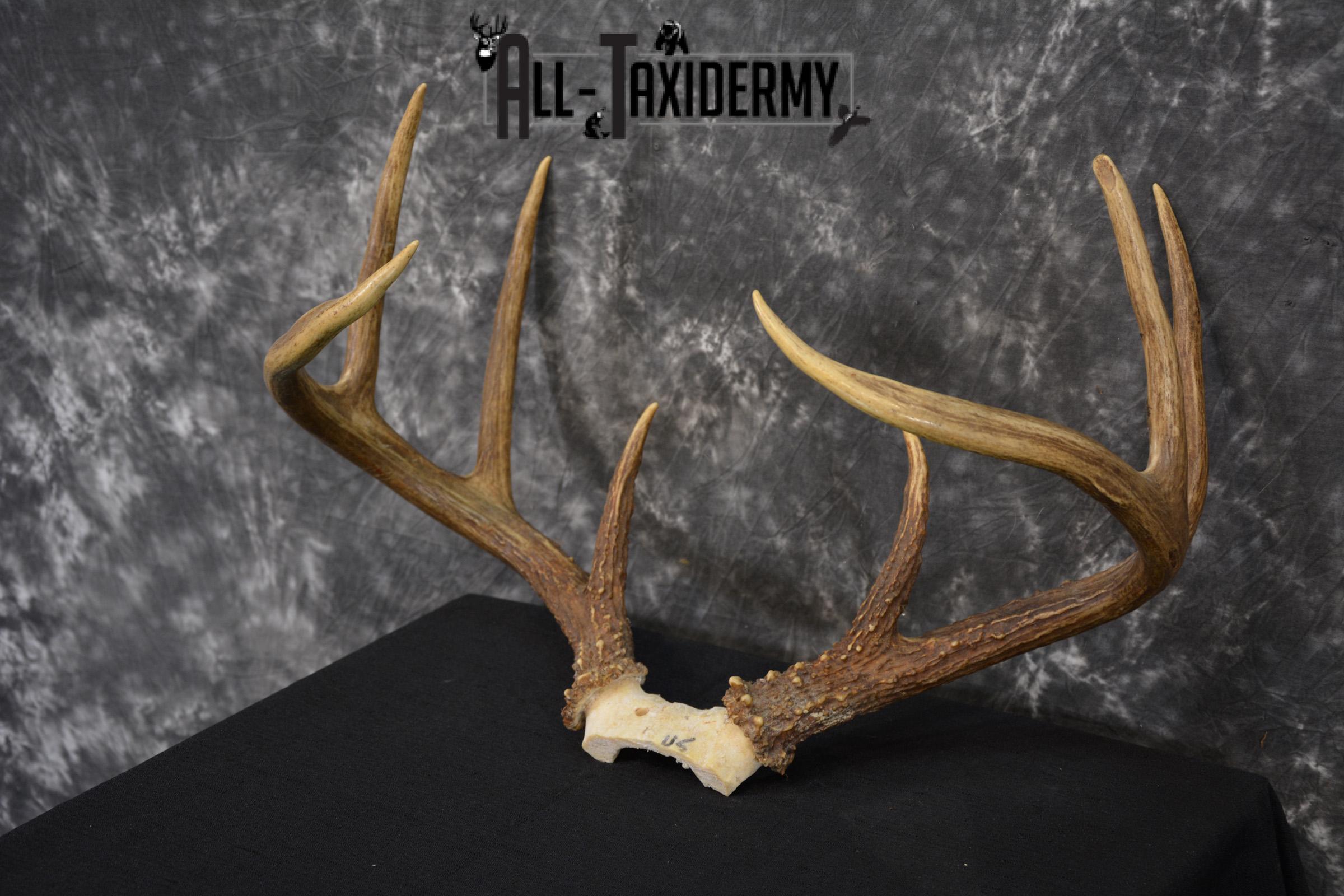 Whitetail Deer antler skull cap 8 pointer for sale SKU 1419 - Image 5