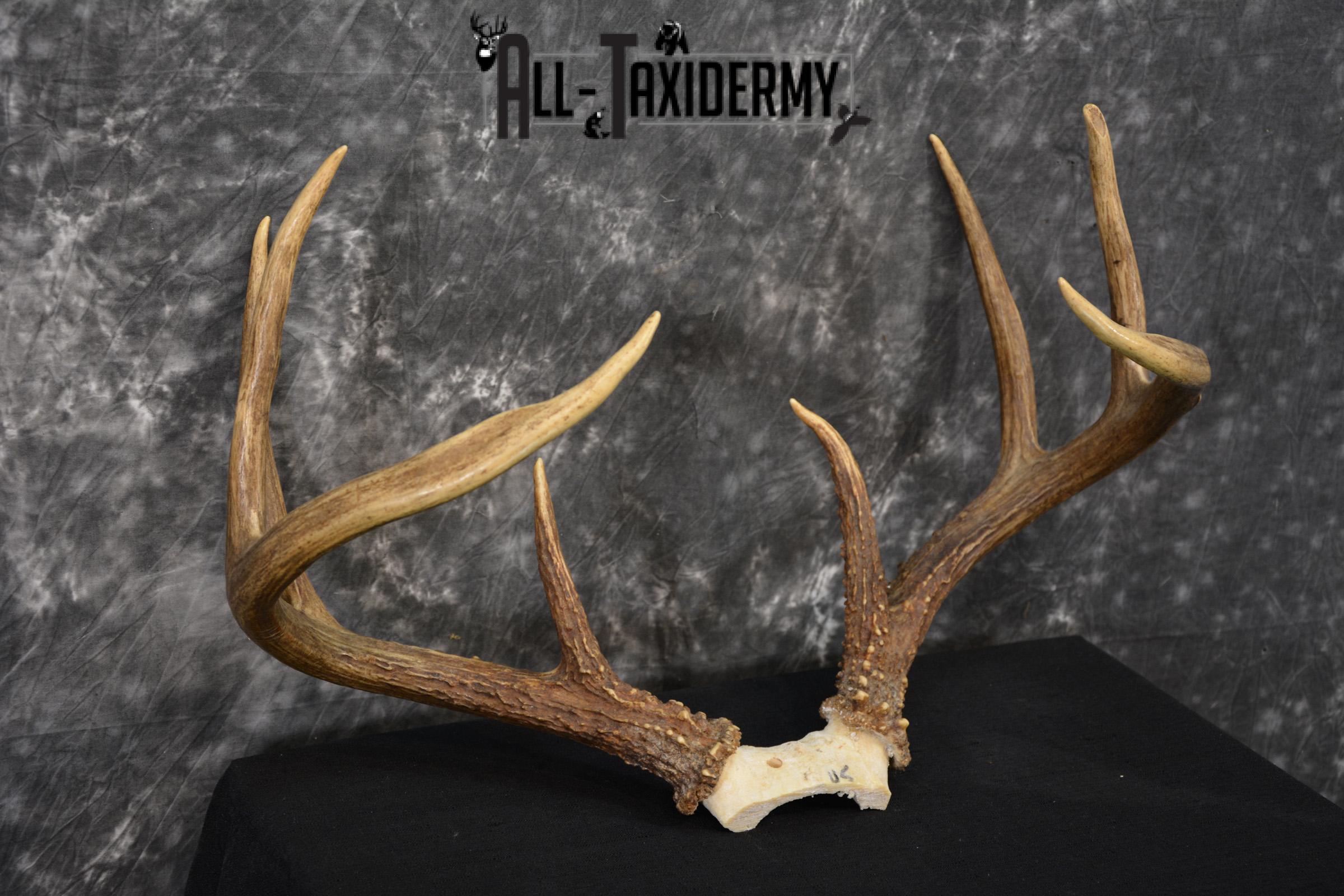 Whitetail Deer antler skull cap 8 pointer for sale SKU 1419 - Image 3