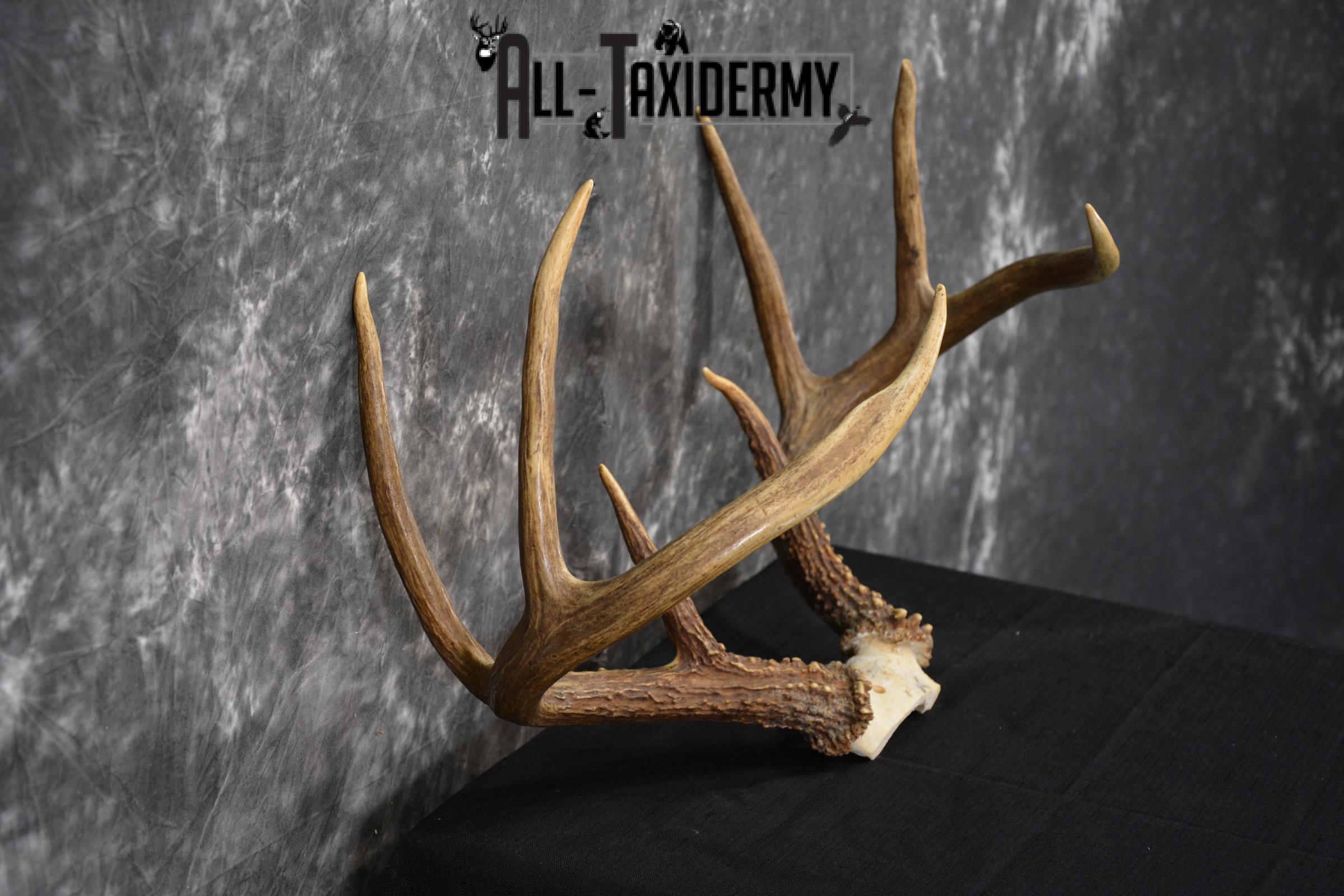 Whitetail Deer antler skull cap 8 pointer for sale SKU 1419 - Image 2