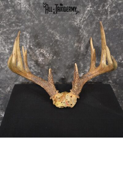 Whitetail Deer antler skull cap 12 pointer SKU 1420