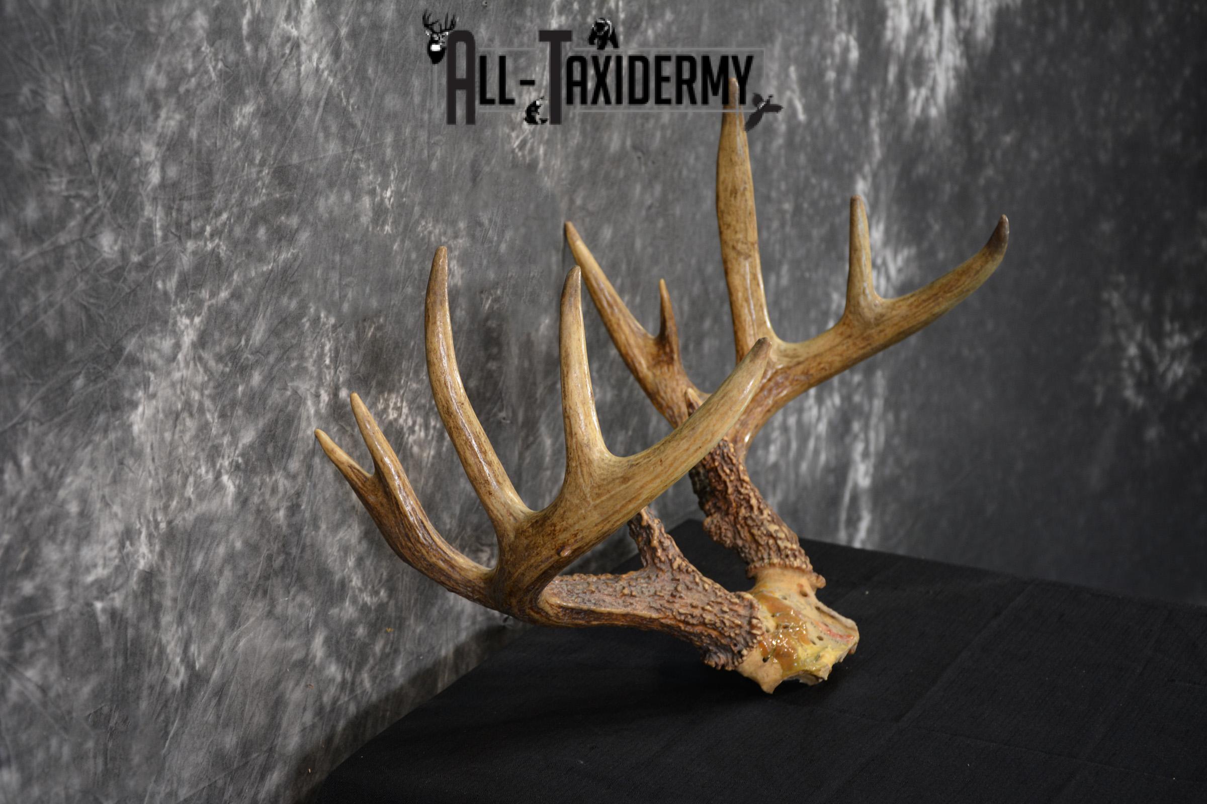 Whitetail Deer antler skull cap 12 pointer SKU 1420 - Image 2