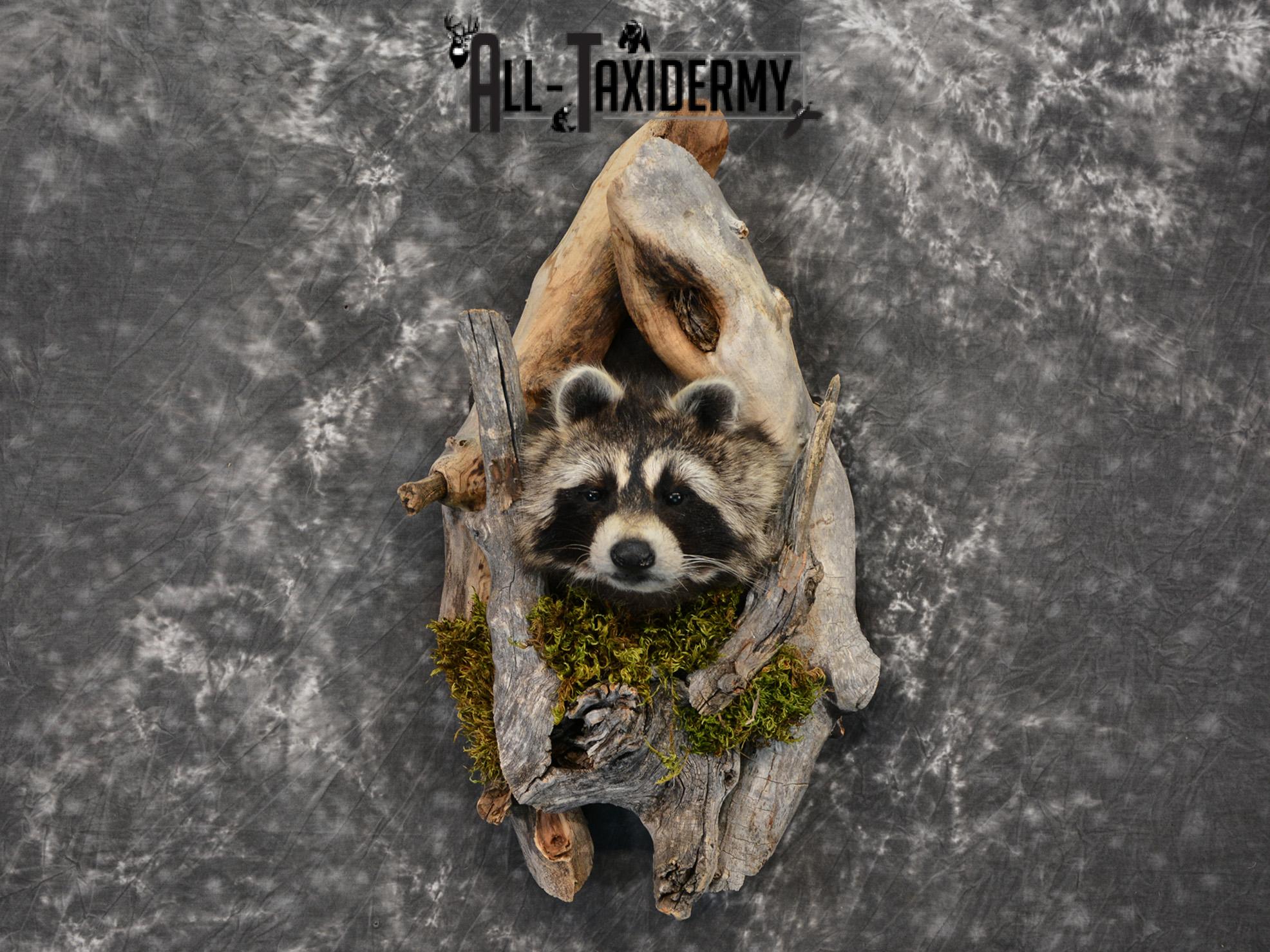 Raccoon taxidermy mount in a den SKU 1416 - Image 5