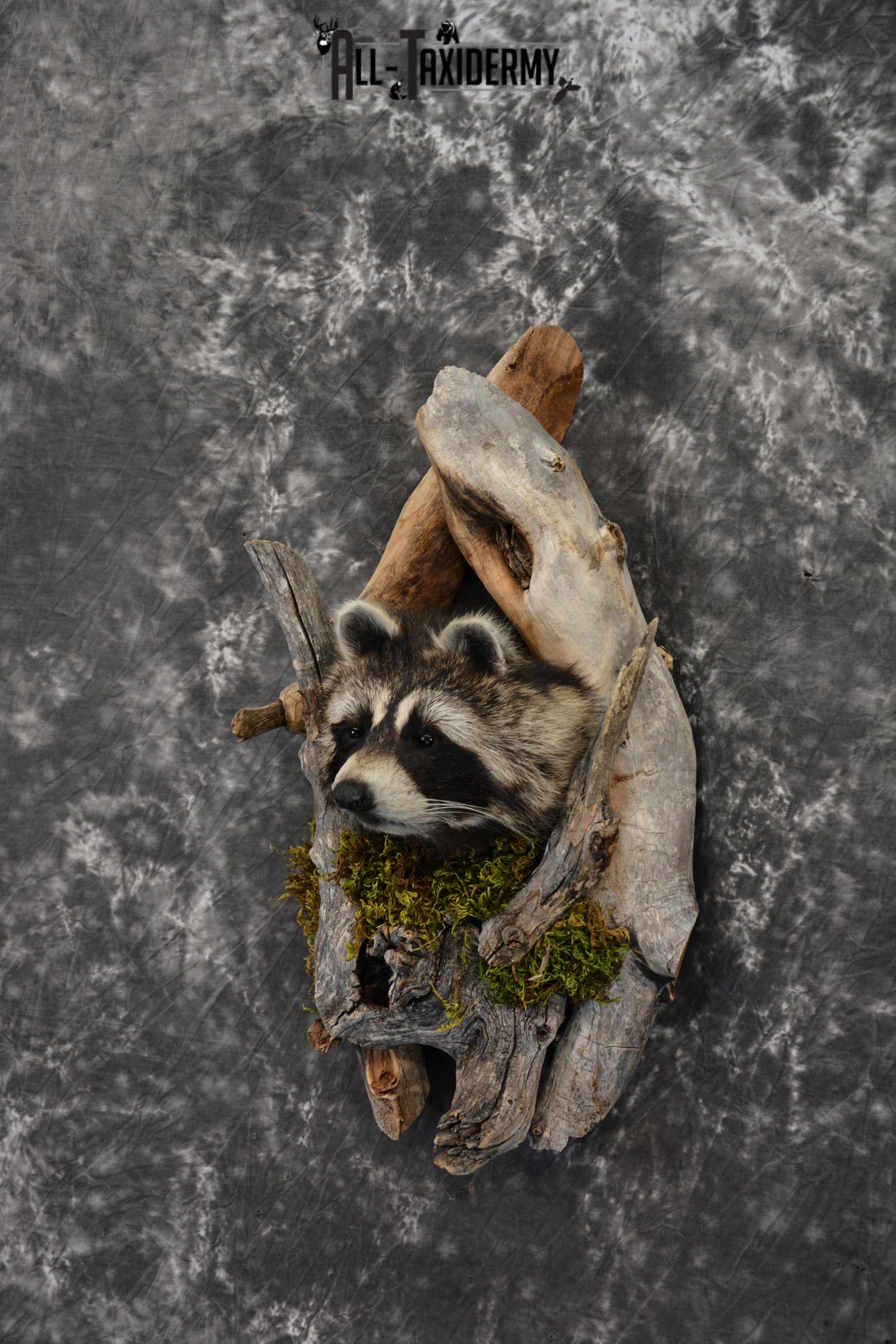 Raccoon taxidermy mount in a den SKU 1416 - Image 4